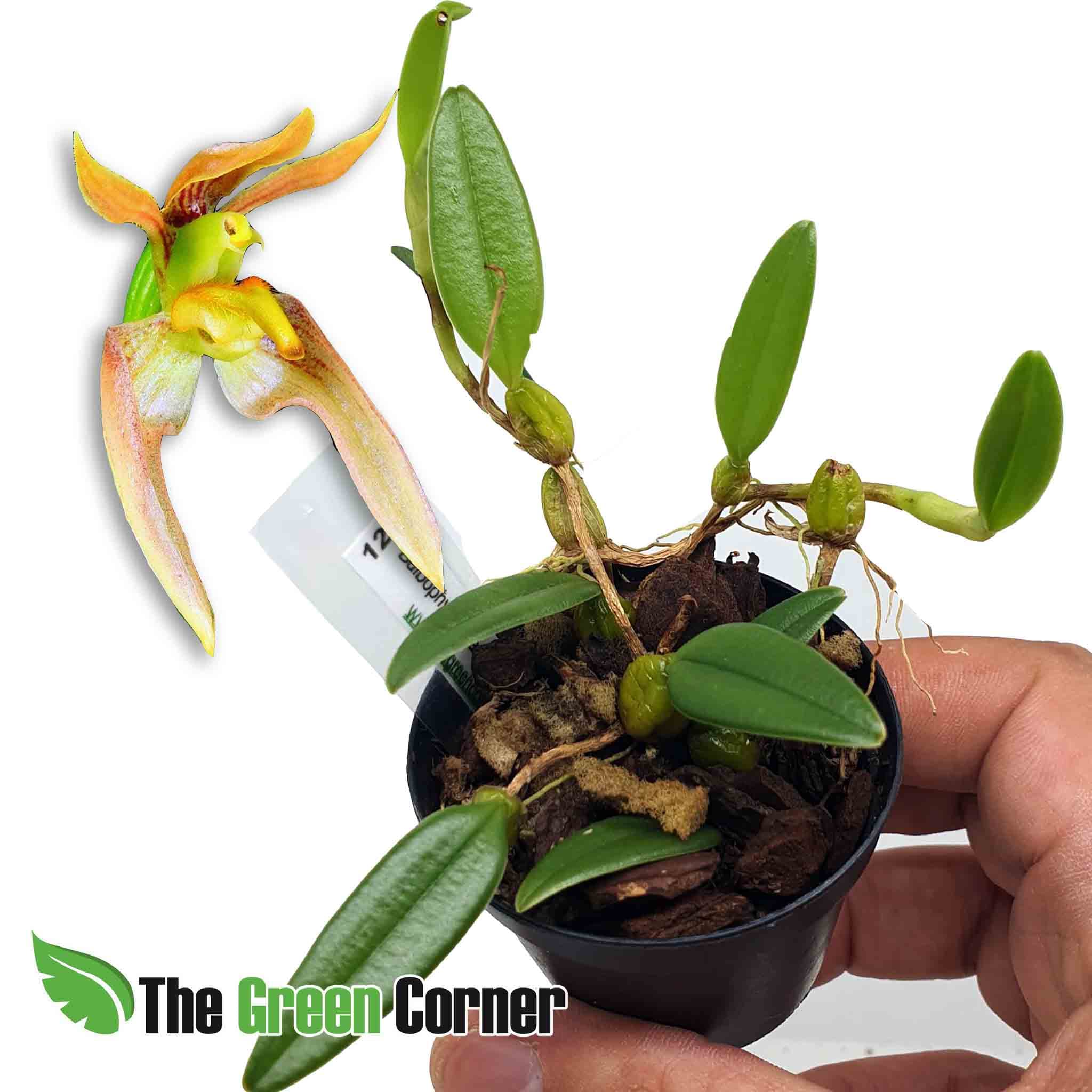 Bulbophyllum lasiochilum es una orquídea de pequeño tamaño