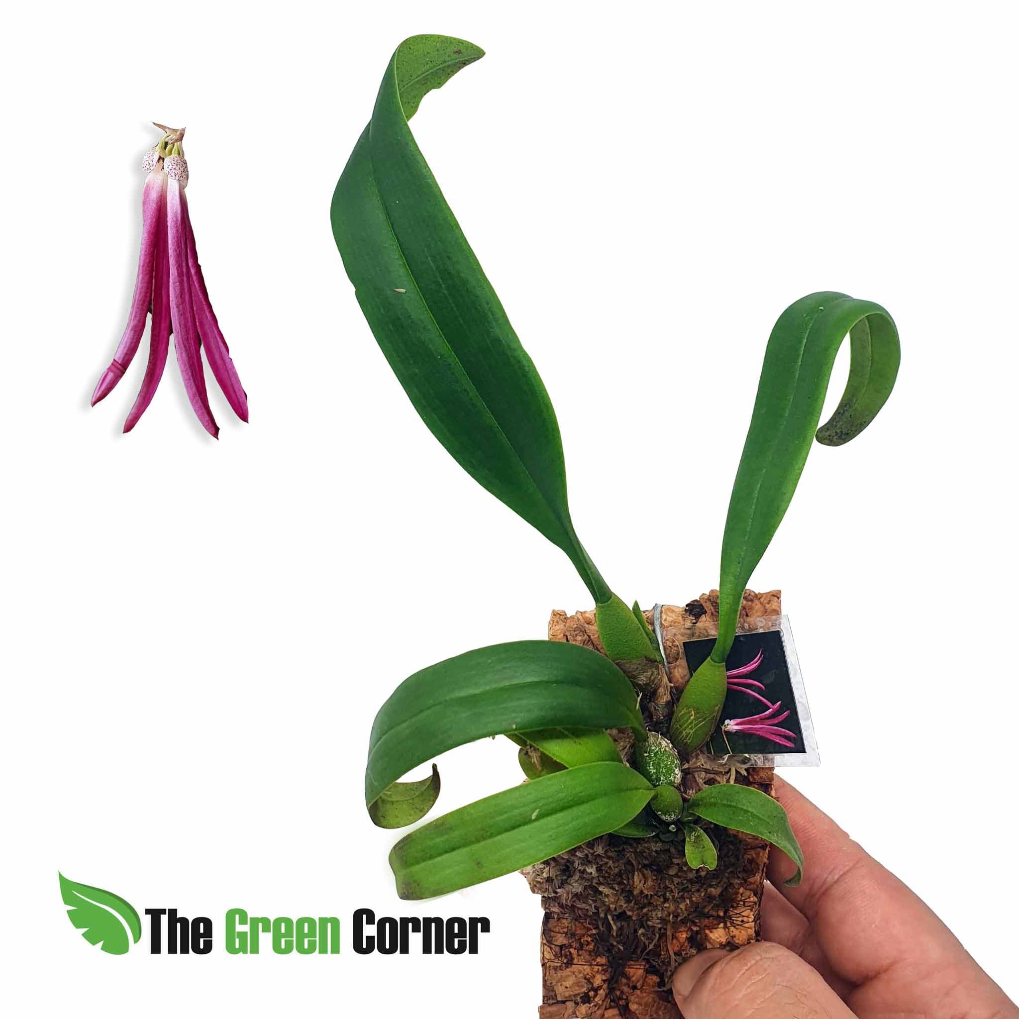 Bubophyllum Jacobsonii: Preciosa especie del genero bulbophyllum