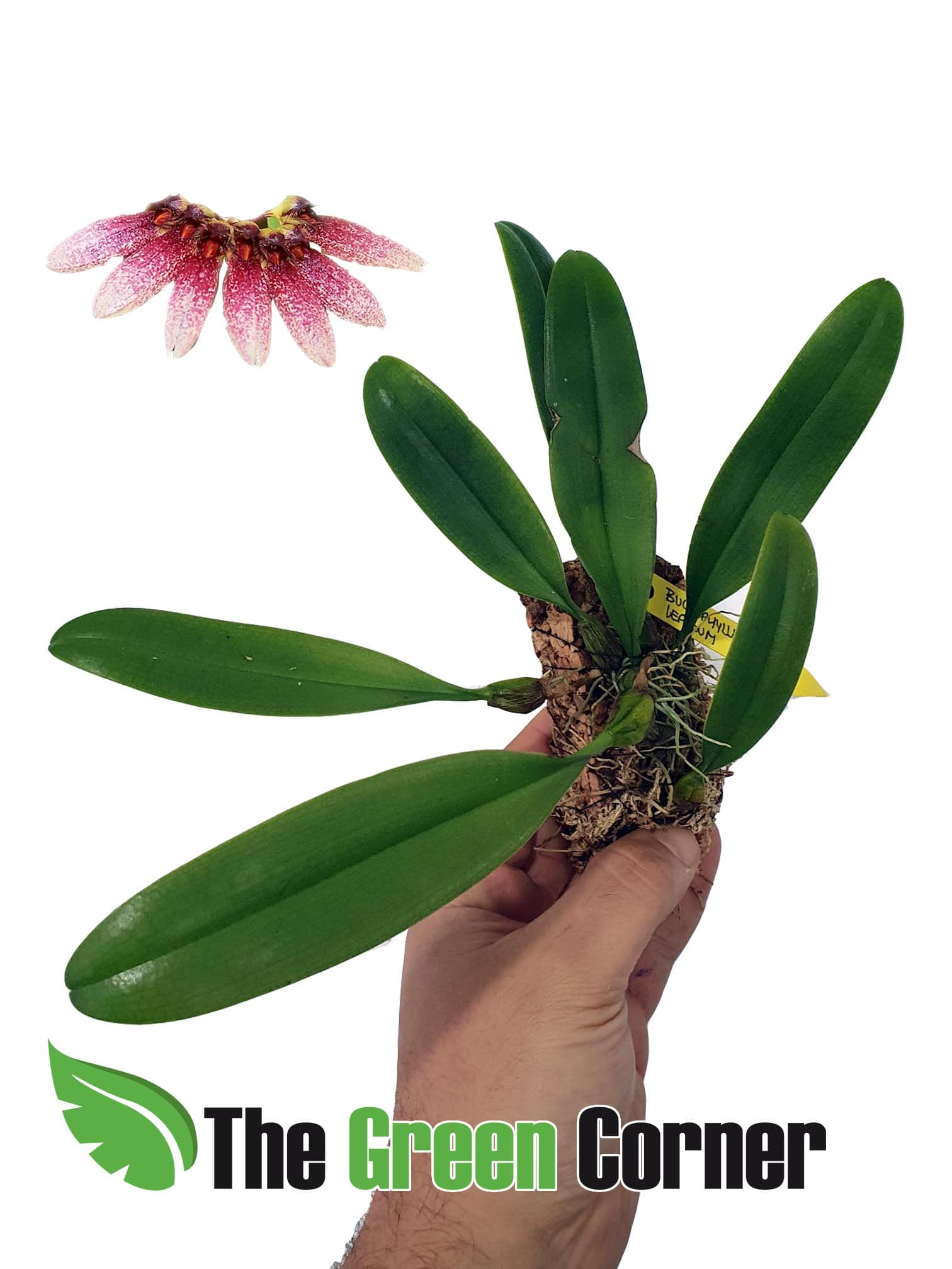 Bulbophyllum Lepidum: Bulbphyllum muy sencillo de manter con una floracion intensa en forma de abanico que no deja indiferente.