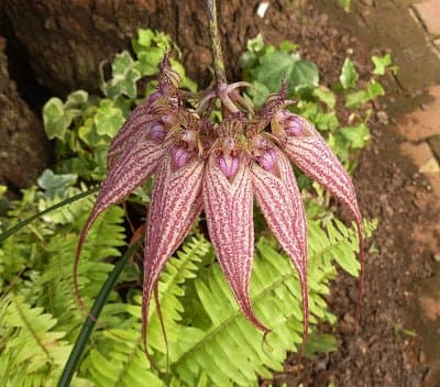 Bulbophyllum rothschildianum. flores fragantes en uno de los bulbophyllum mas impresionantes que conocemos hasta la fecha.