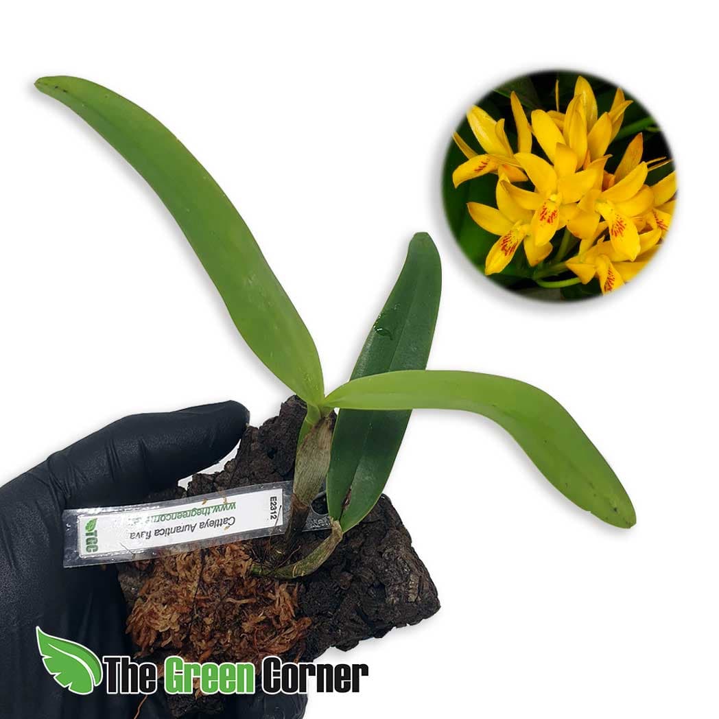 Cattleya aurantica flava: Preciosa Cattleya de tamaño pequeño