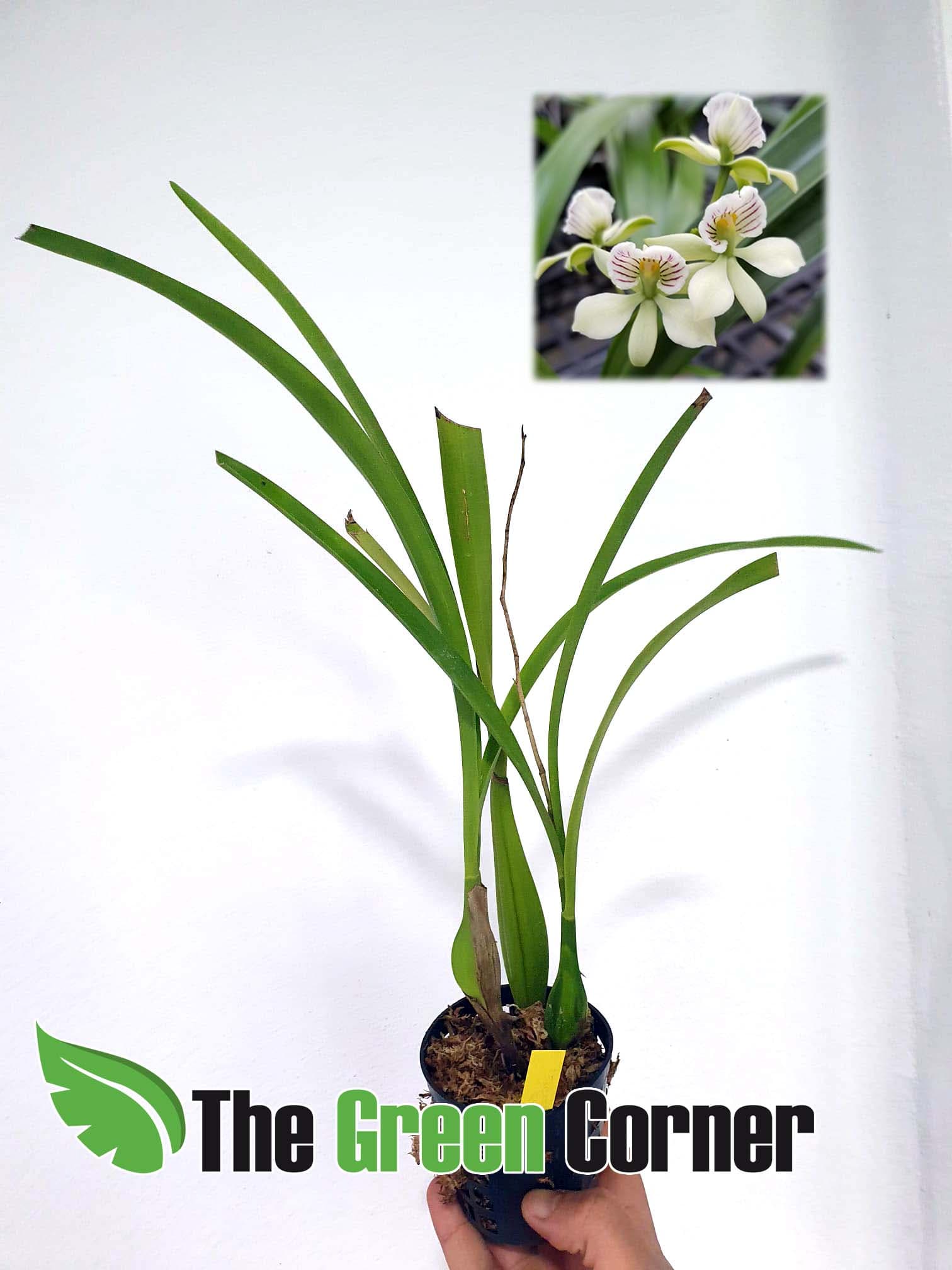 prosthechea radiata: Preciosa Orquídea alejada de lo convencional