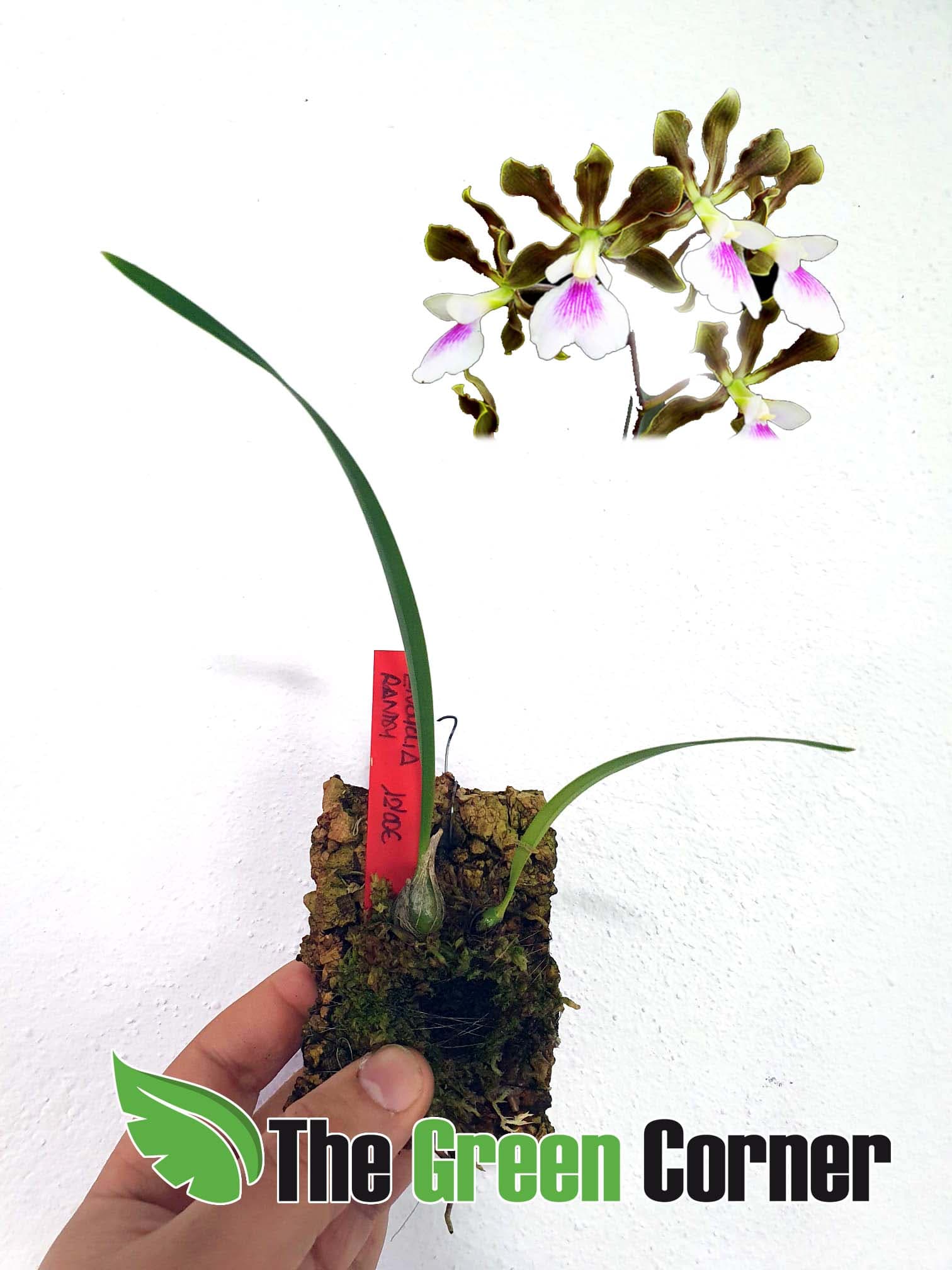 Encyclia randii:un género de orquídeas epífitas