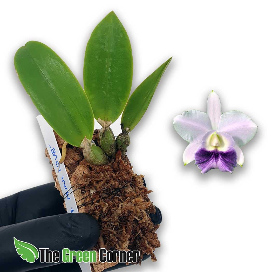 Laelio Cattleya Mini Love: Impresionante hibrido de (Lc. Love Knot x Lc. Mini Purple) Una cattleya pequeña para disfrutar sin necesidad de mucho espacio.
