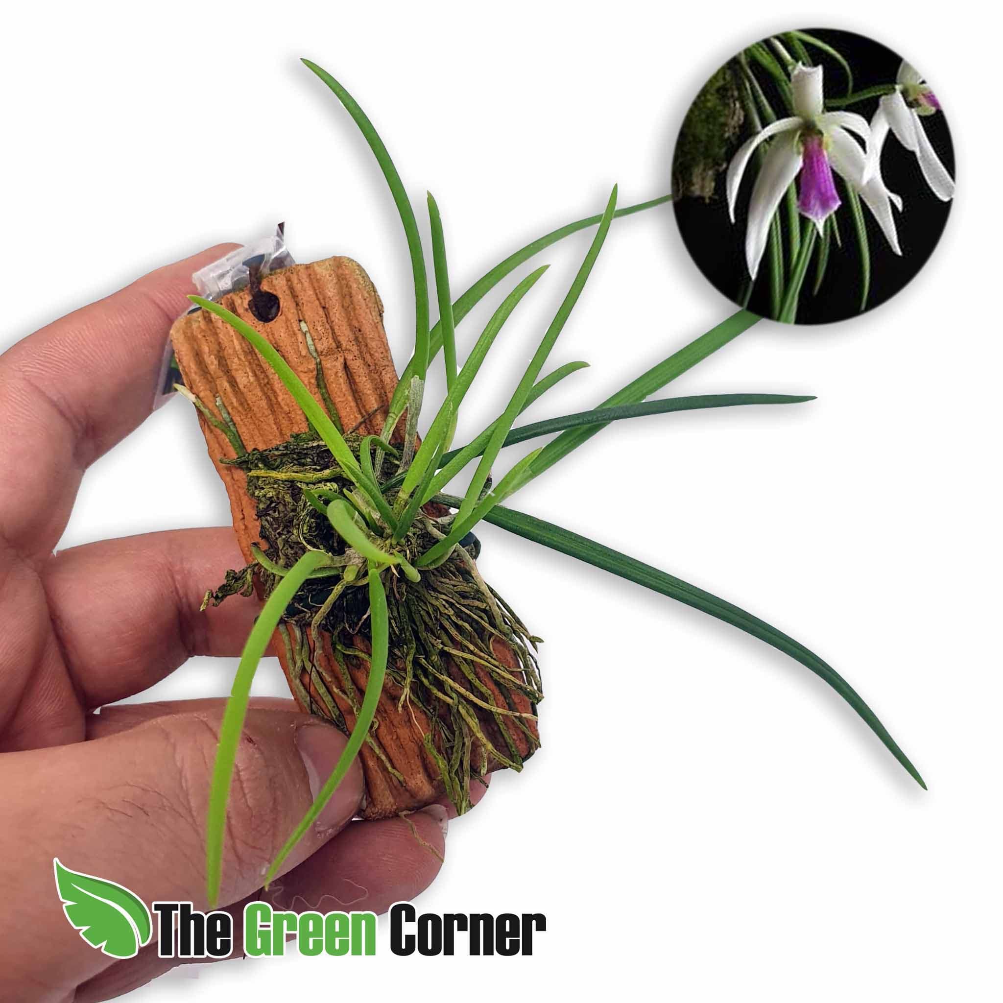 Leptotes bicolor: Impresionante Orquidea en miniatura
