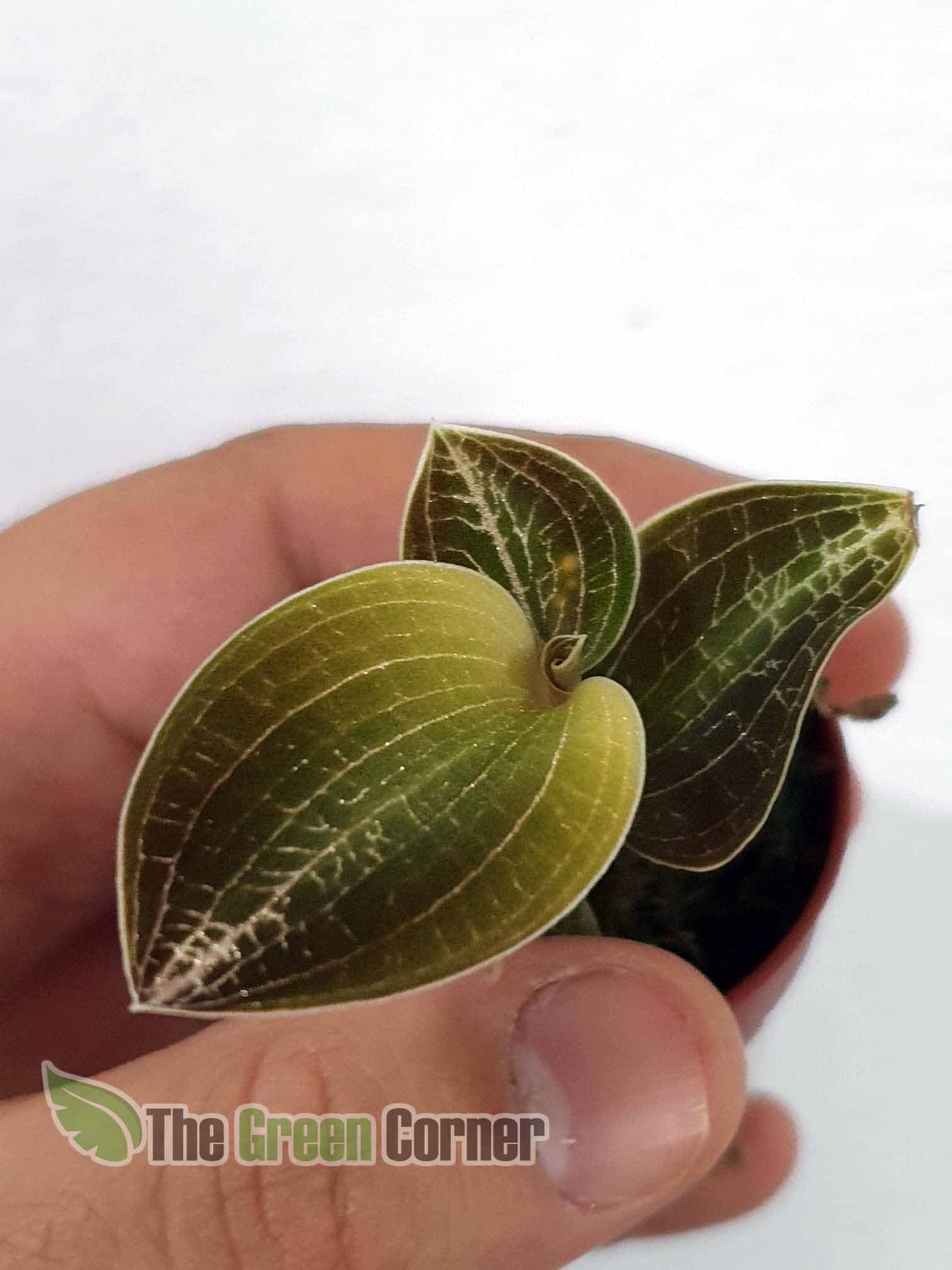 Macodes limii es una Orquídea Joya. espectaculares hojas aterciopeladas con nervios dorados. Una Orquídea que nunca pasa desapercibida