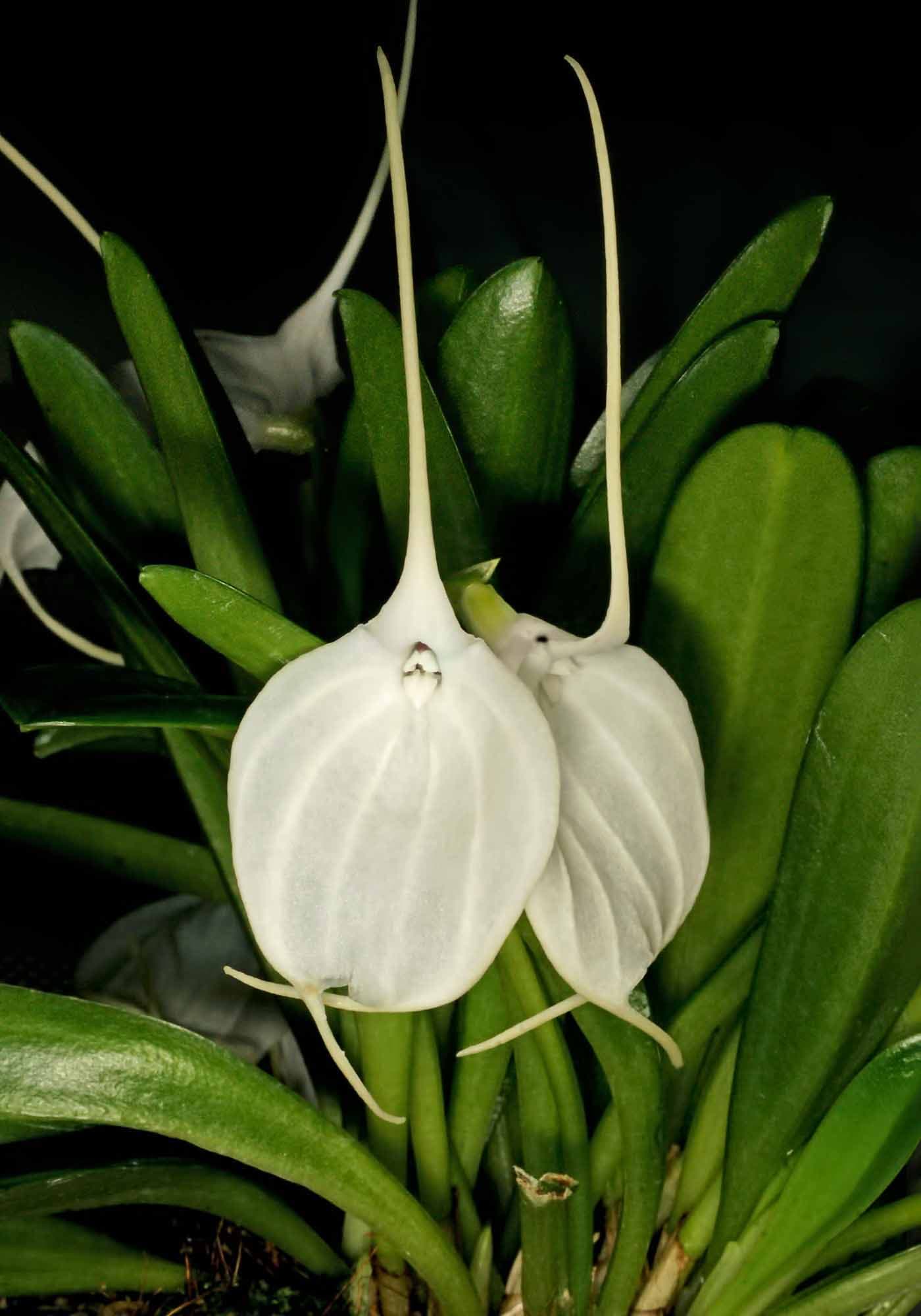 Hay muchas Masdevallias de floraciones llamativas