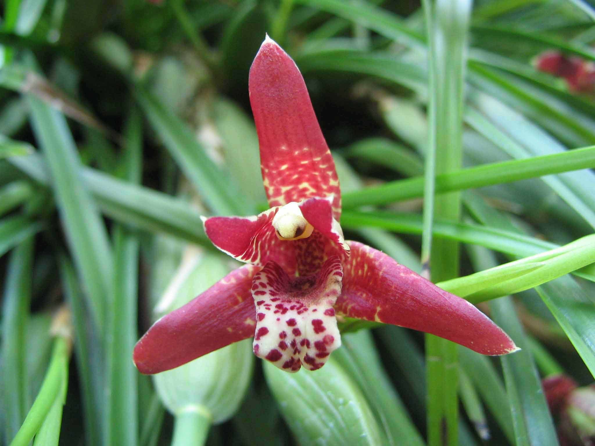 Maxillaria tenuifolia: Orquidea de tamaño medio con una floracion fuera de lo comun