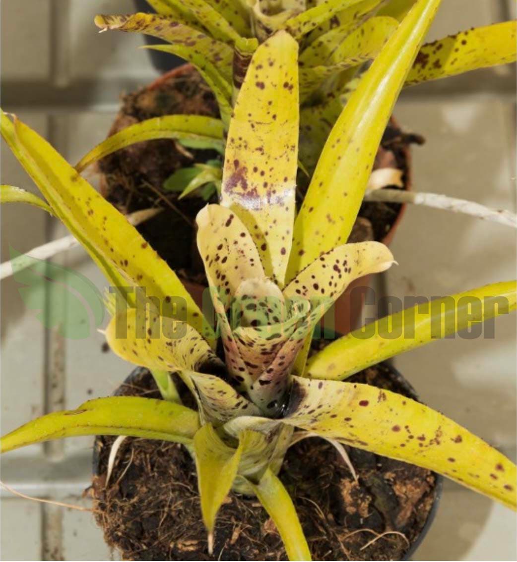 Neoregelia Anteia: especie de la familia de las Bromelias