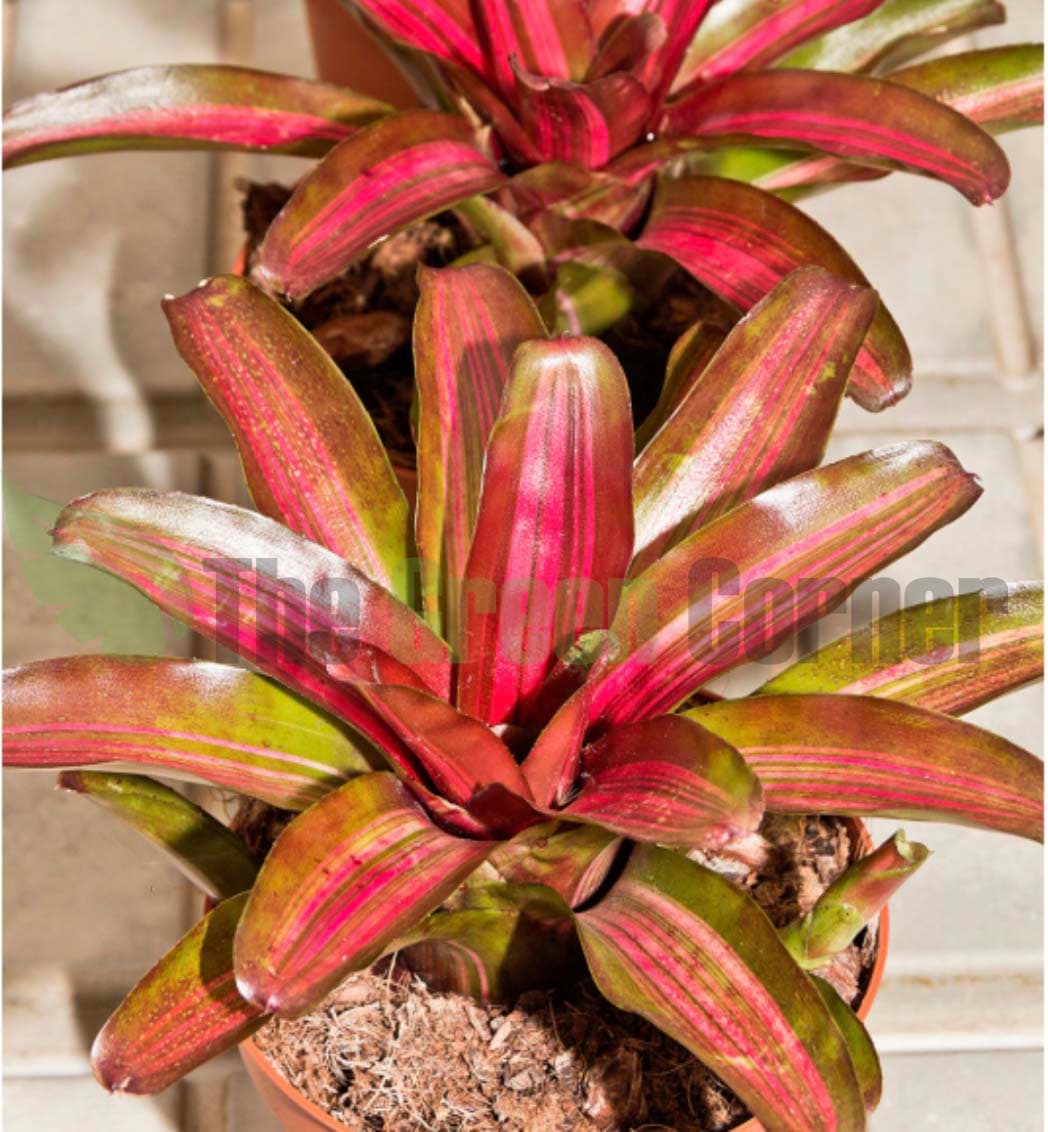 Neoregelia Iris: Especie de la familia de las Bromelias