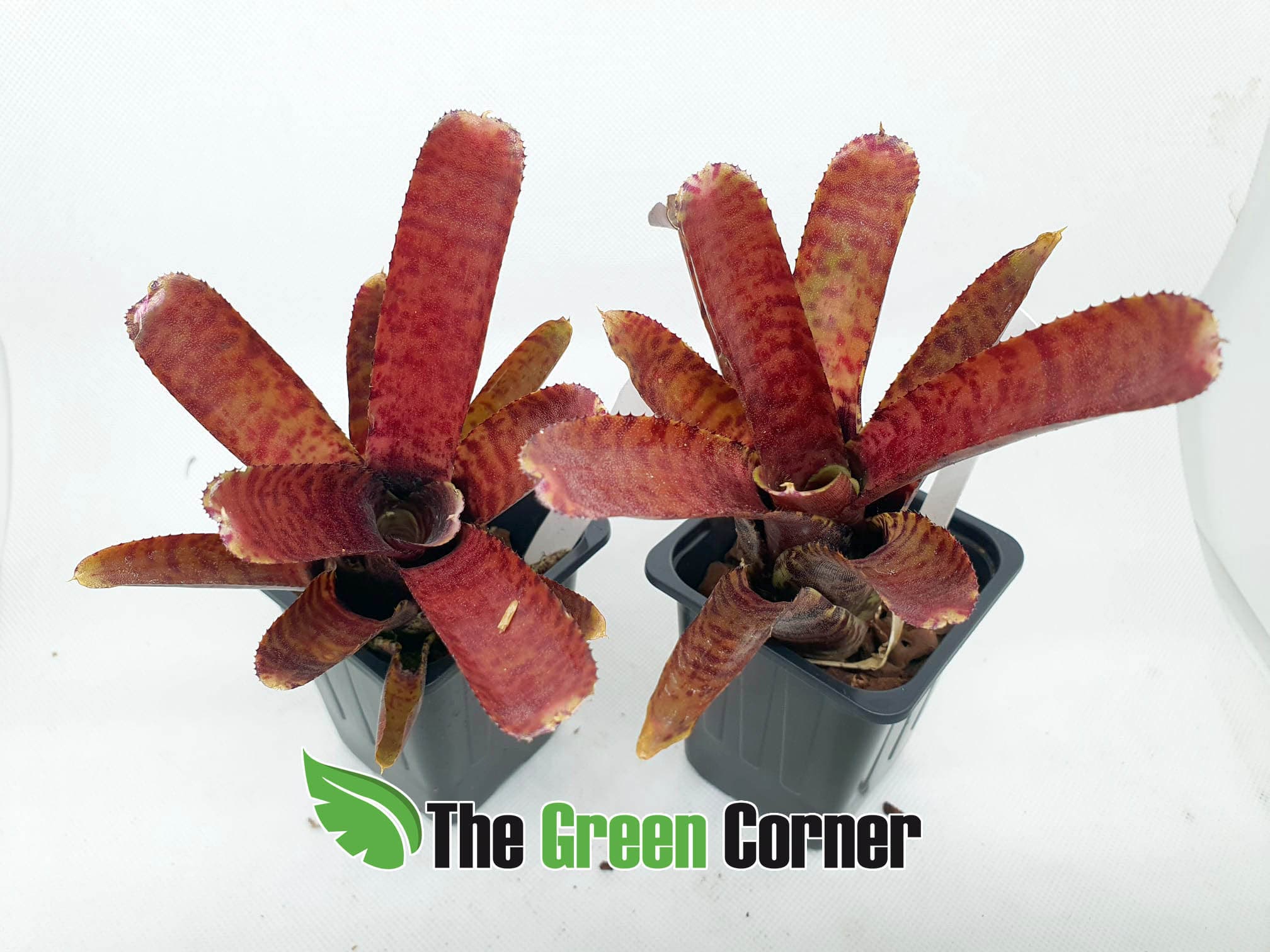 Neoregelia Adonis: Espectacular neoregelia de tonos rojos oscuros