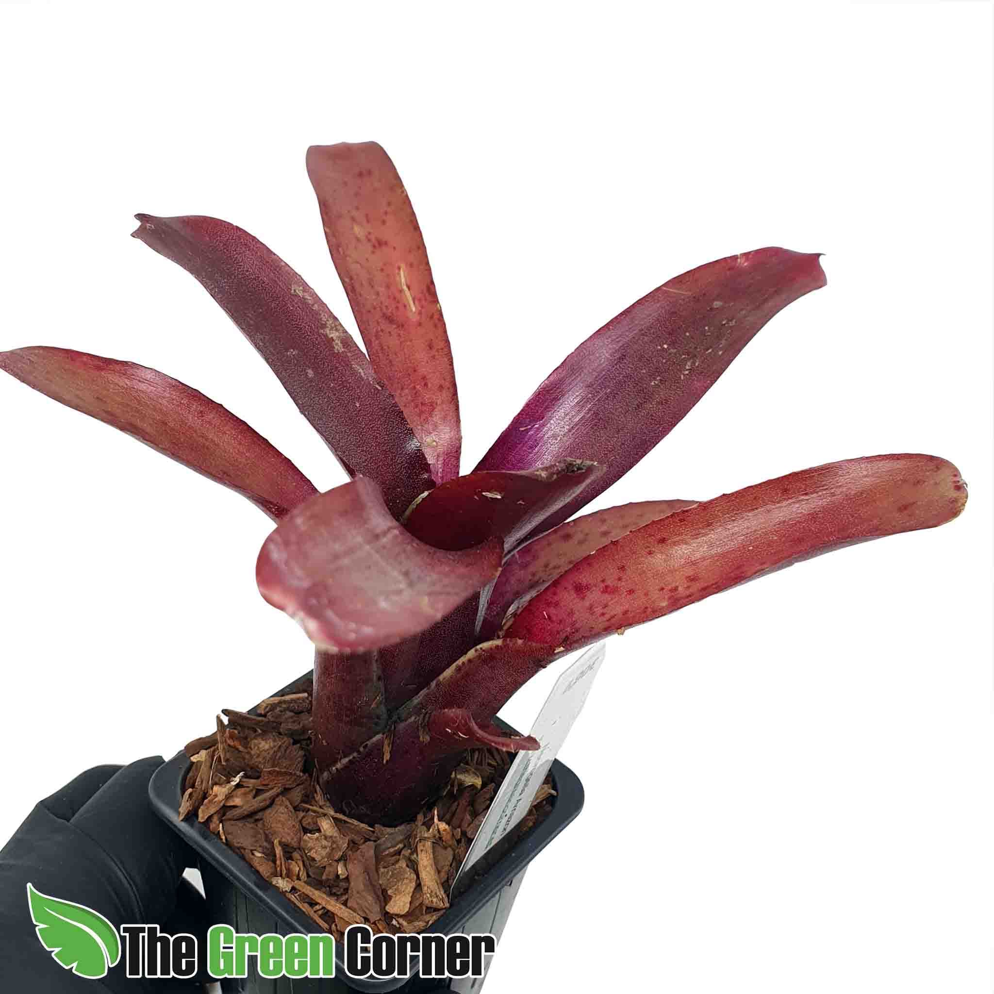 Neoregelia Amazon: Preciosa especie de coloraciones rojas cuando la iluminacione es la correcta