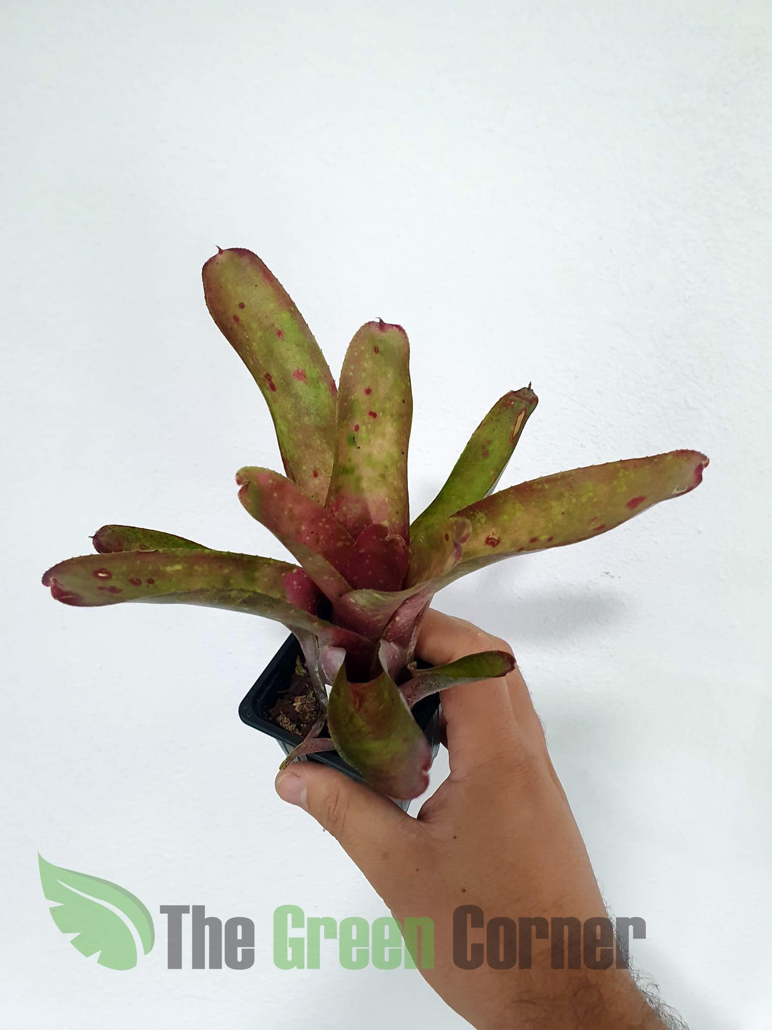 Neoregelia olens x Marble Throat: impresioante neoregelia de las mas coloridas de sus congeneres. Perfecta para terrarios tropicales.