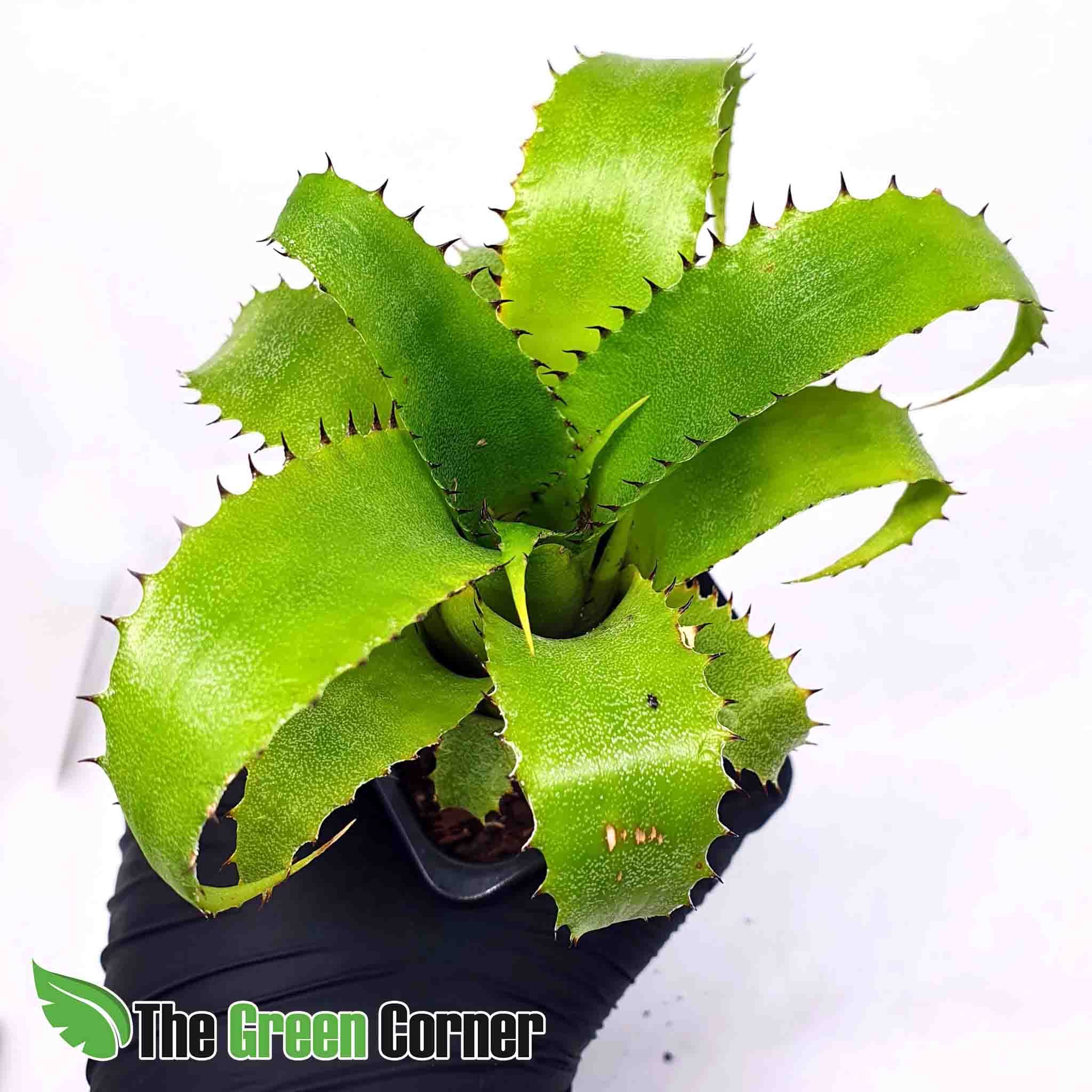 Neoregelia mooreana: Preciosa especie rustica
