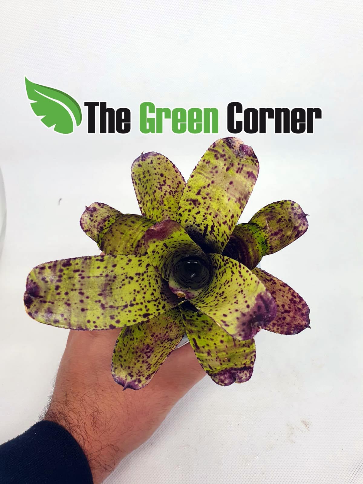 Neoregelia Shamrock especie de la familia de las Bromelias