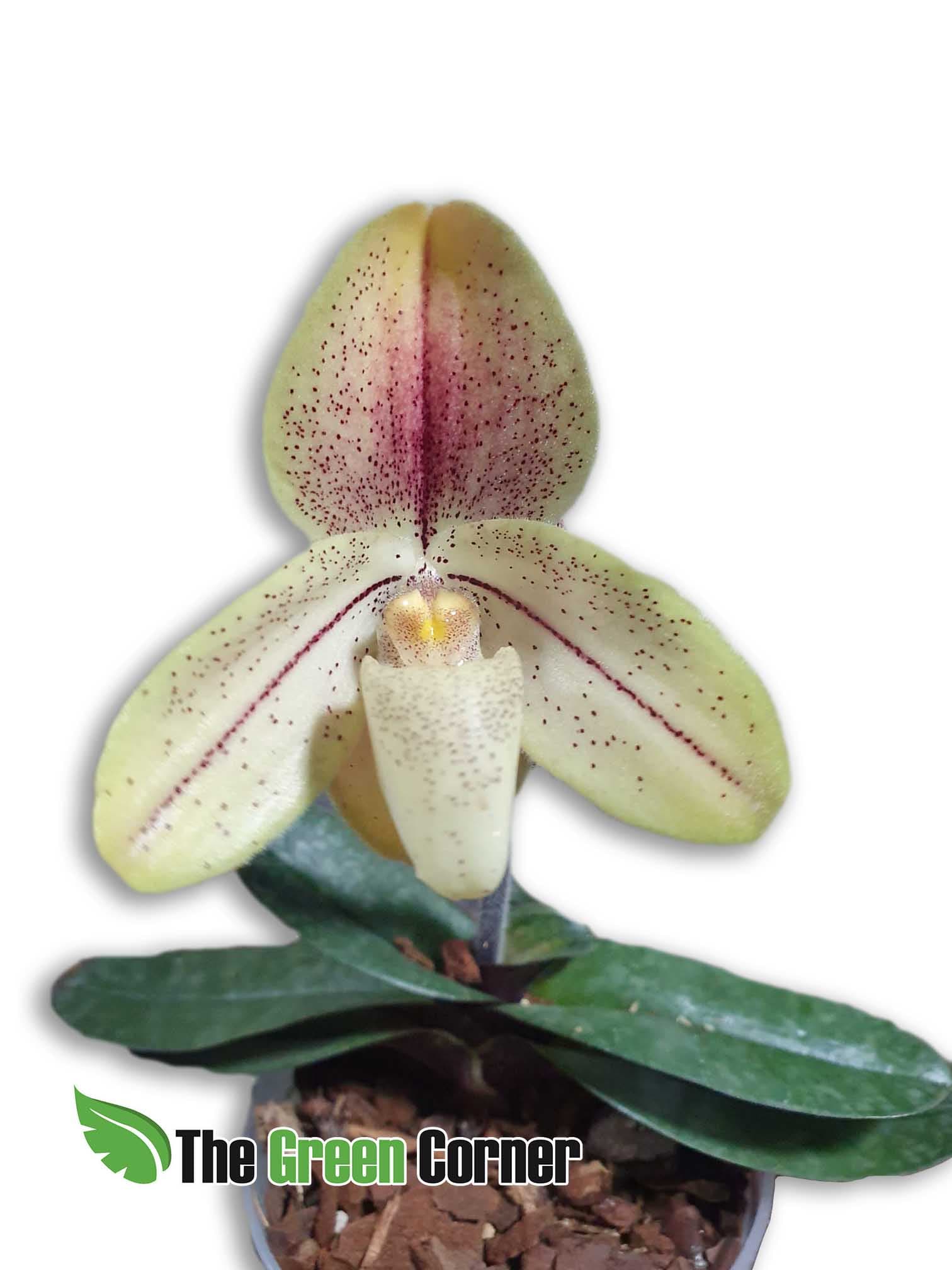 Paphiopedilum concolor striatum: Impresionante Orquídea del genero paphiopedilum de pequeño tamaño y floración diferenciada.