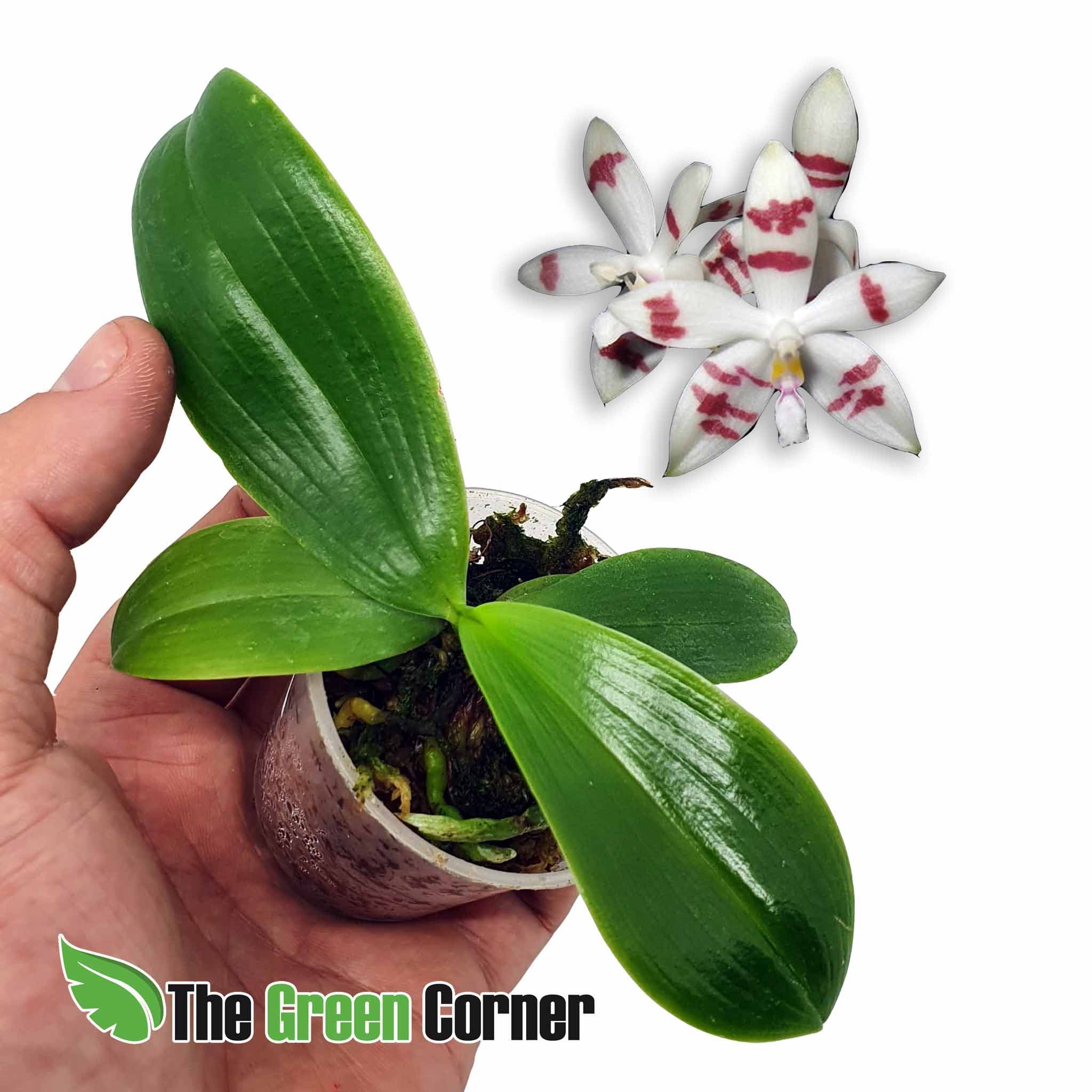 Phalaenopsis tetraspis: Impresionante Orquídea de floración errante