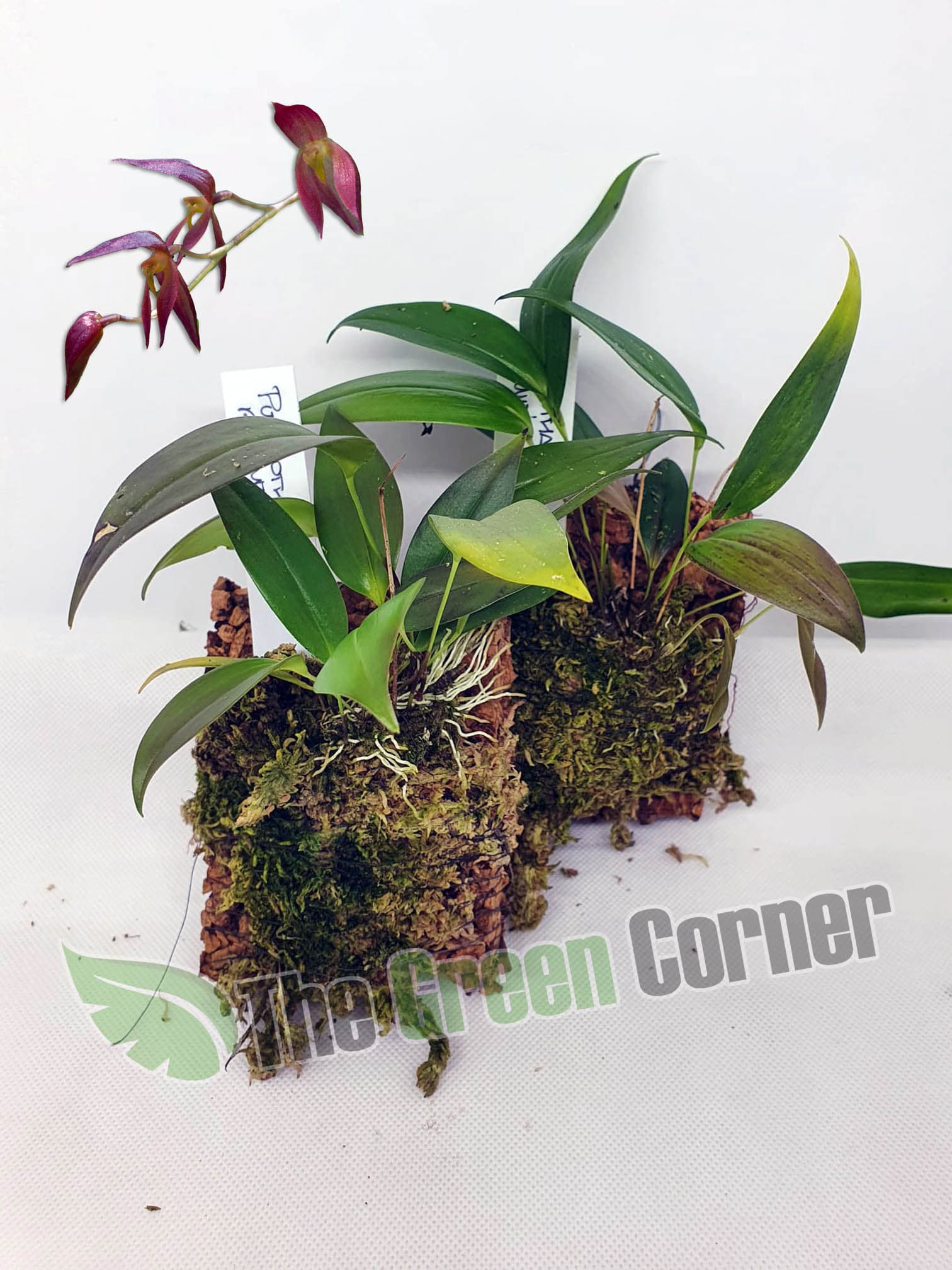 Pleurothallis rowleei: Orquidea de tamaño medio con hojas alargadas que florece varias veces al año en buenas condiciones de humedad.