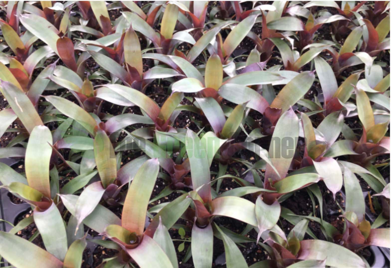 Vriesea bituminosa Mini: Una bromelia de muy facil cultivo
