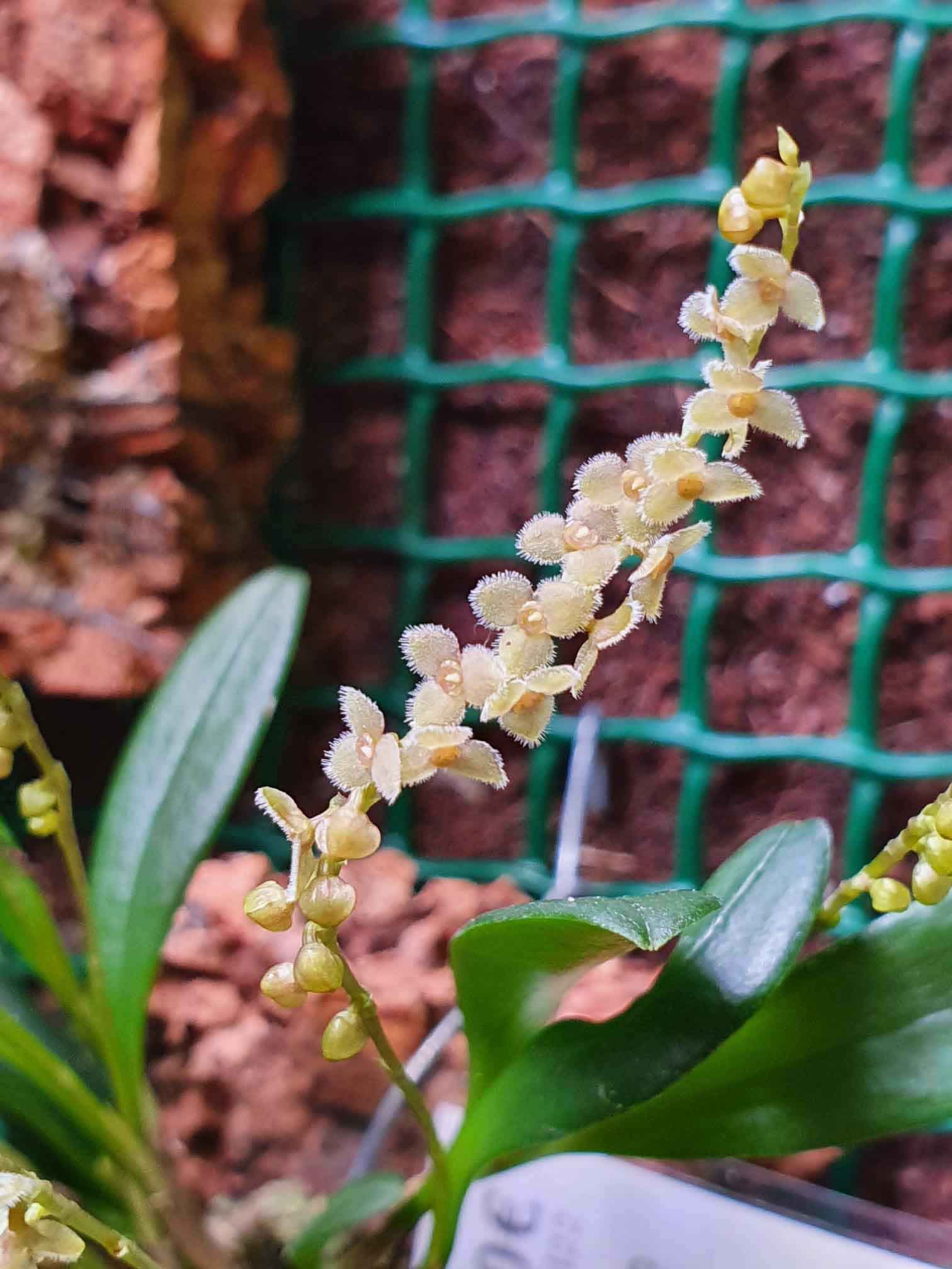 Stelis argentata. Preciosa Orquídea muy peculiar por su manera de florecer. Una Orquídea sencilla que toda colección necesita