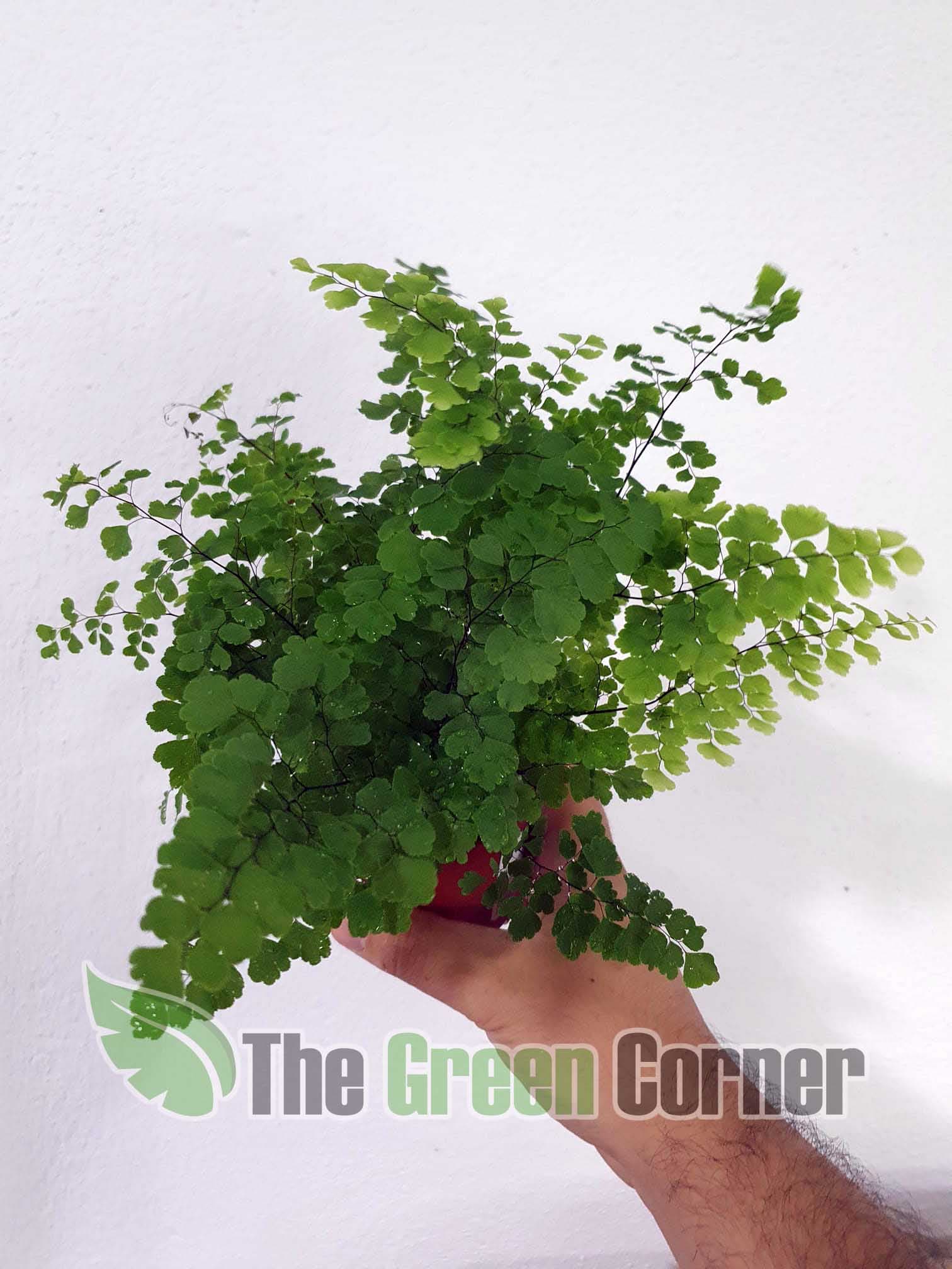 Adiantum monocolor: Un helecho fantástico