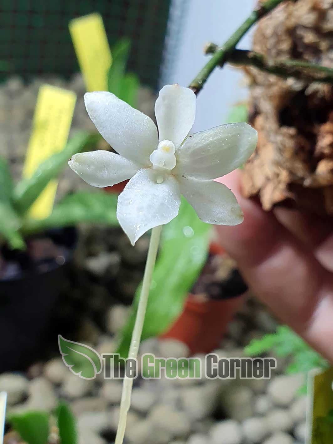 Orquídea Aerangis mystacidii de medio tamaño