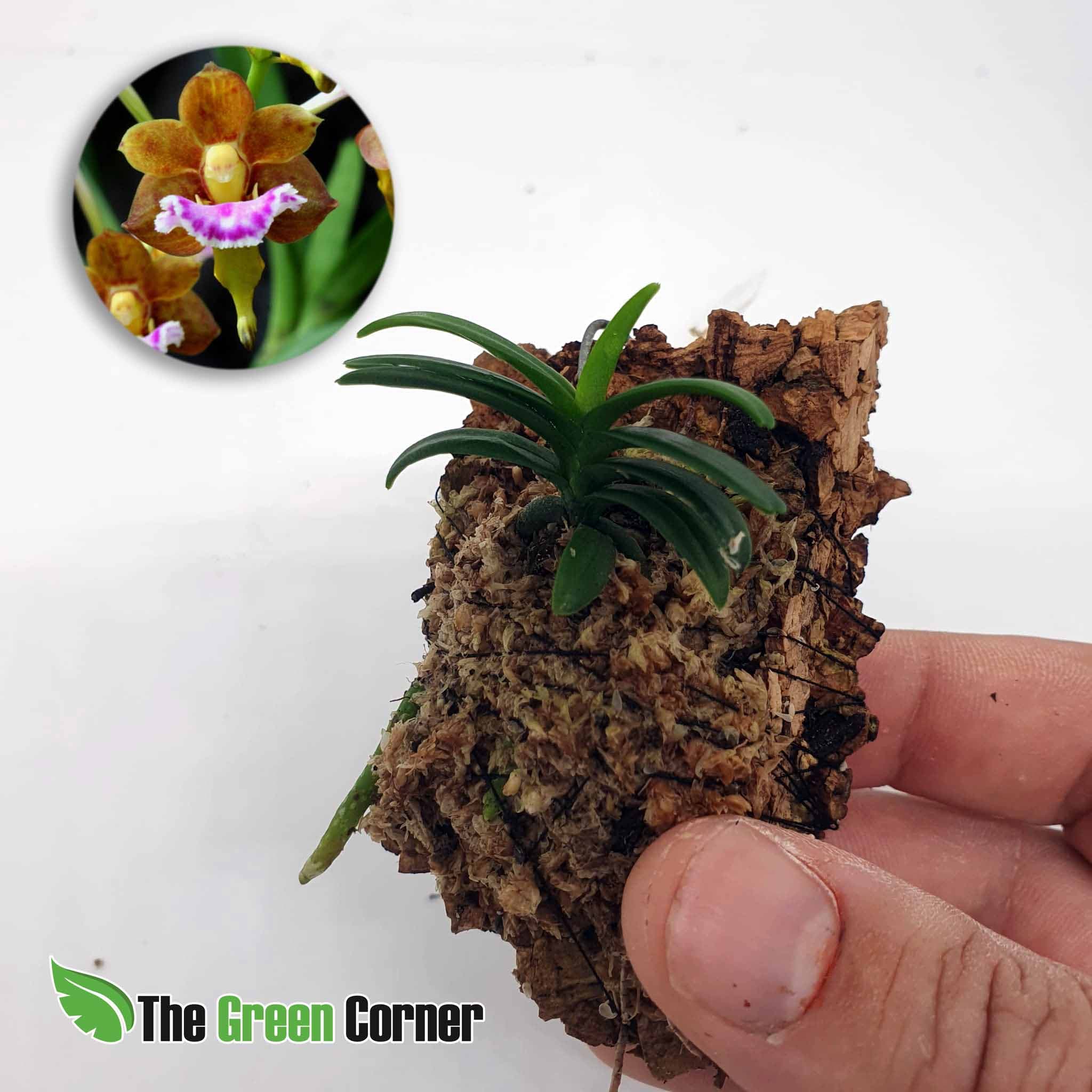 Aerides flavellata en kit de rustificacion: tus orquideas en proceso de adaptación para que puedas disfrutar de todo el proceso vegetativo.