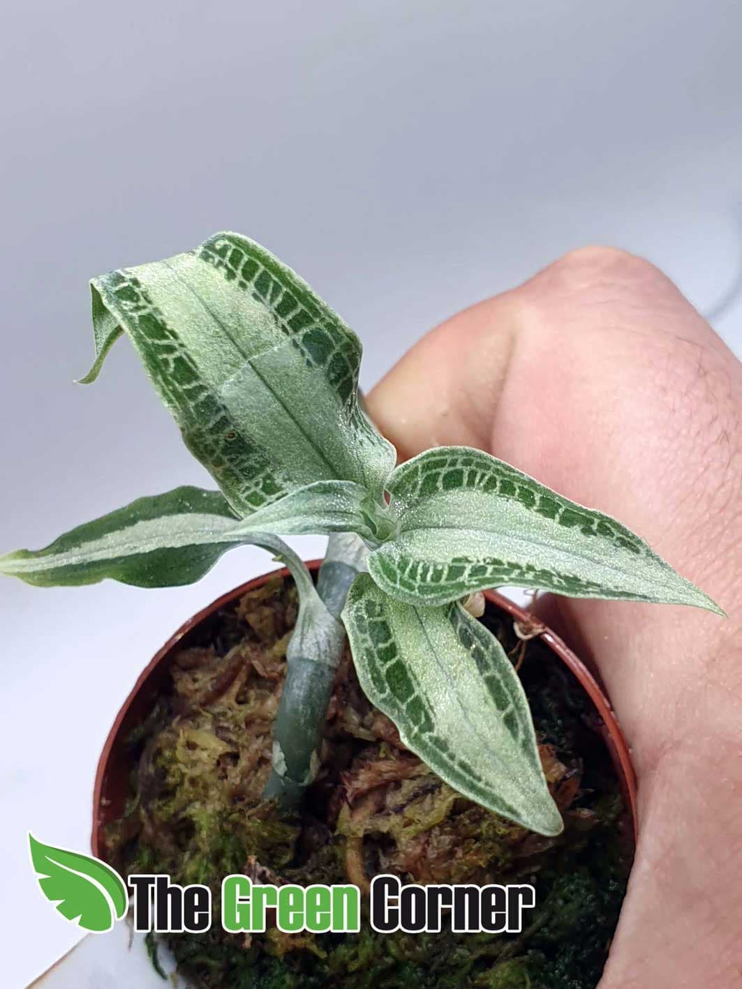 Aspidogyne argentea: Preciosa Orquidea Joya del tipo macodes. Una especie complicada de encontrar perfecta para tus terrarios