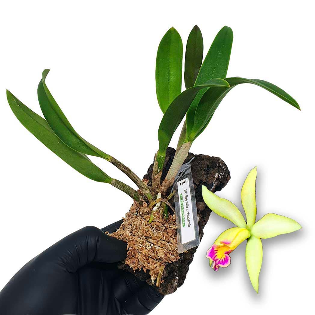 Brassolaeliocattleya (Blc) Bee suite x Chinderela. Planta de una belleza Extrema .Es un cruce estable que se genera en varias partes del mundo