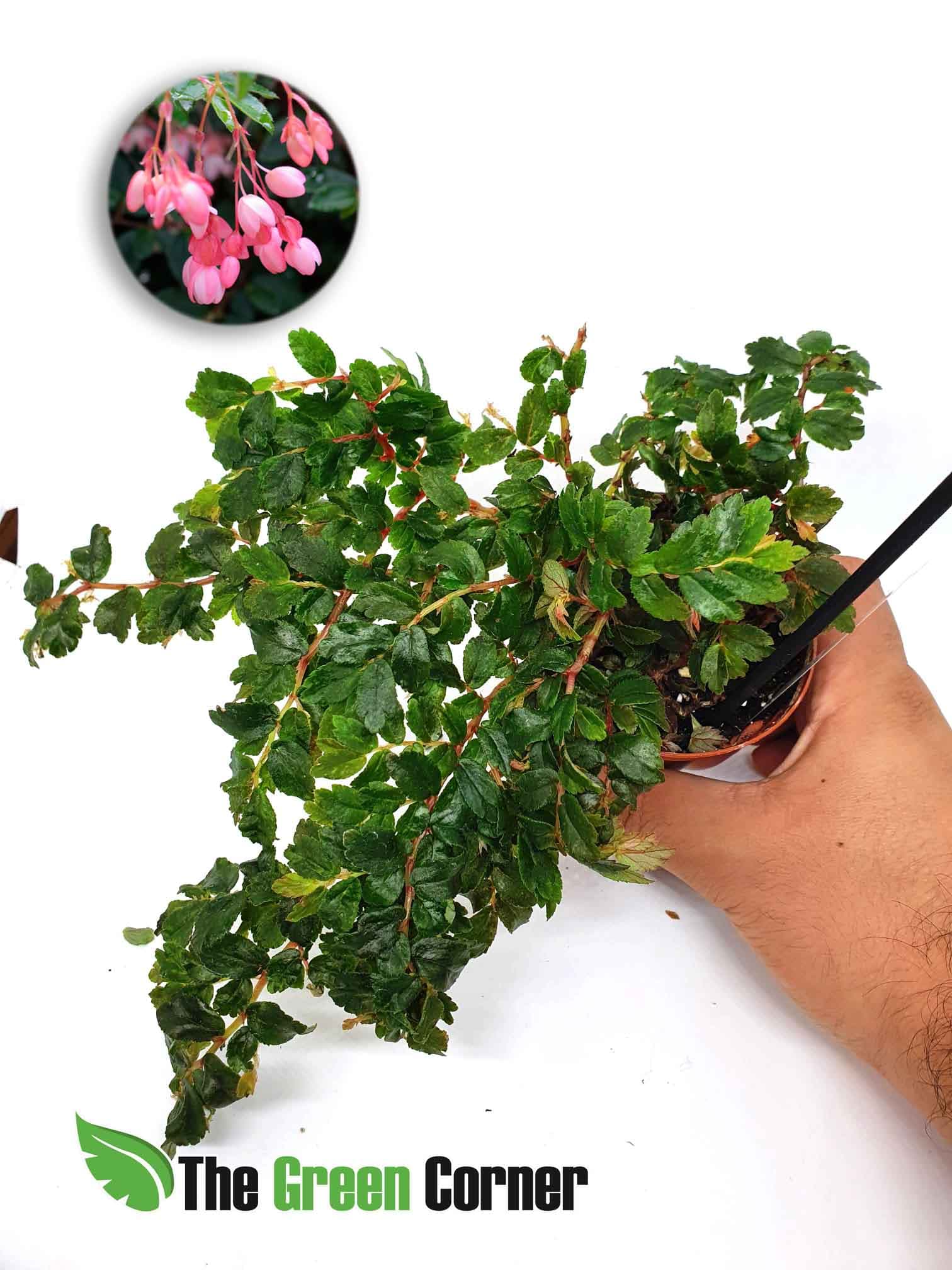 Begonia foliosa: Preciosa planta para terrario con una forma peculiar de crecer y unas flores chulisimas que no te dejaran indiferente!.