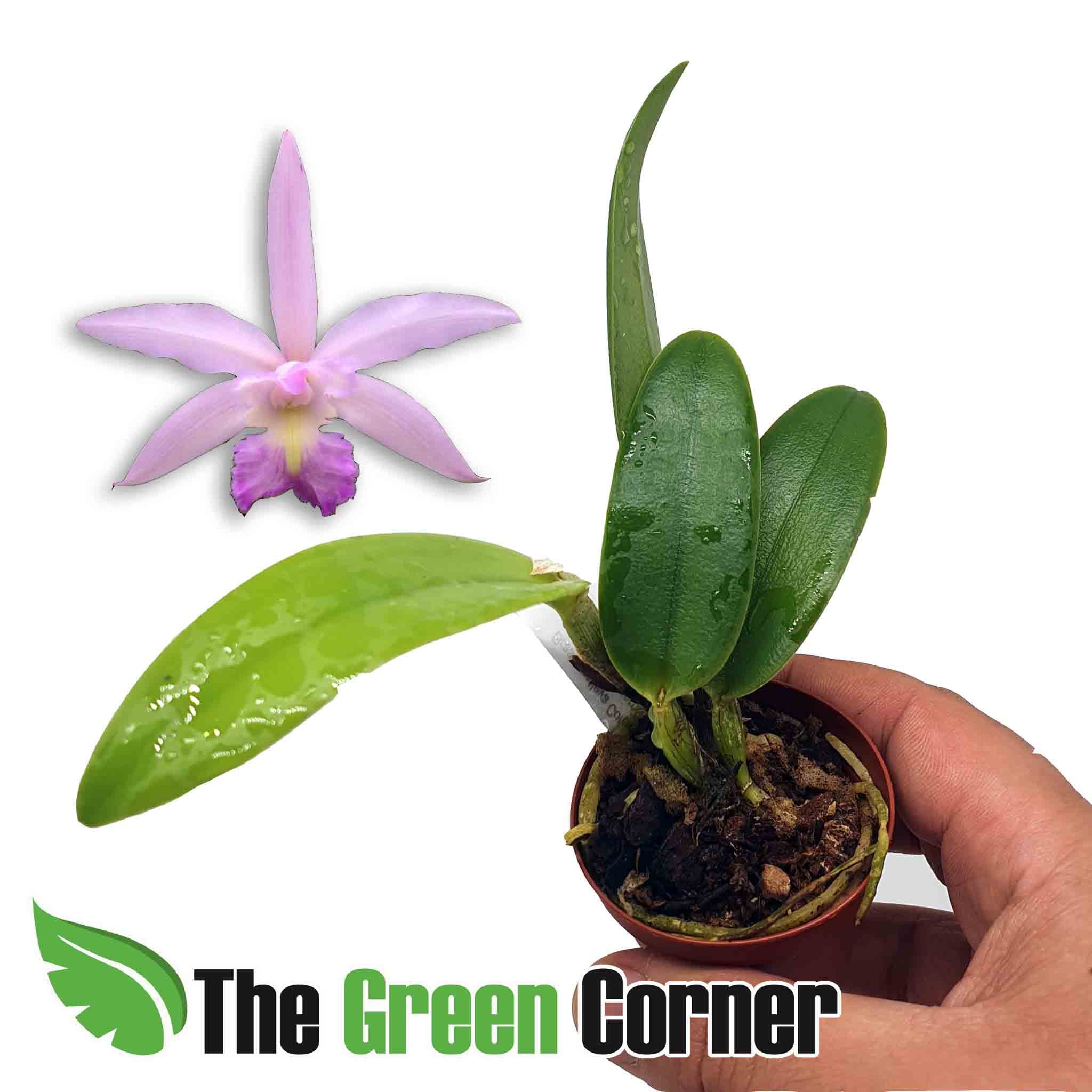 Brassocattleya Cordelia: Precioso hibrido primario con una floracion impresionante y una francia que no te dejaran indiferente.