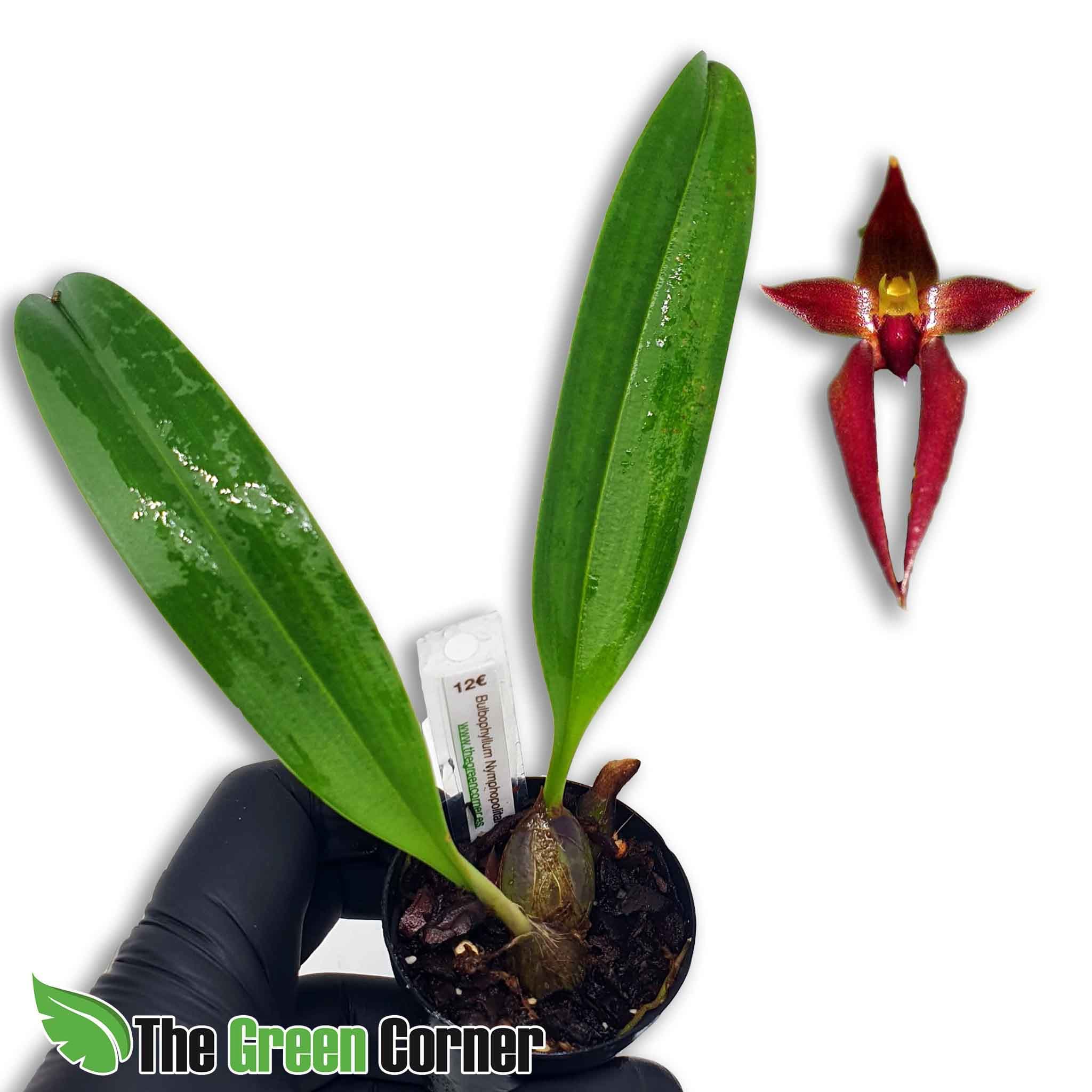 Bulbophyllum nymphopolitanum: Preciosa variedad del genero bulbophyllum