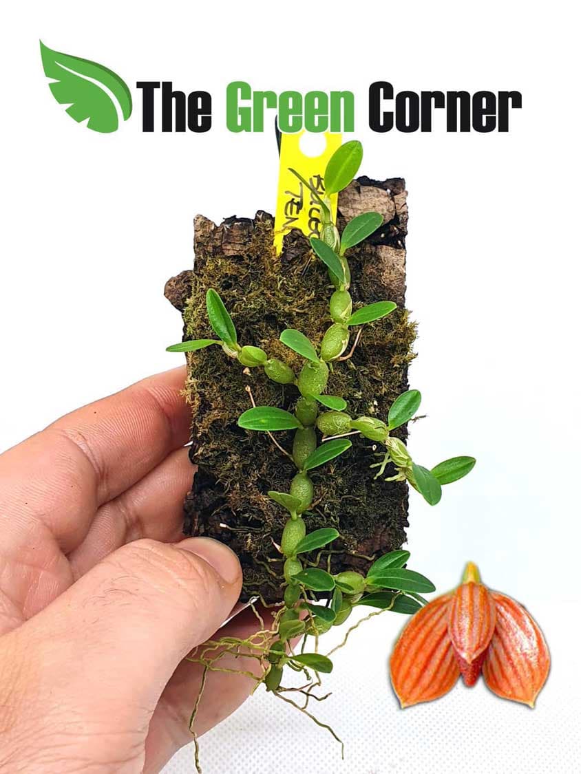 Bulbophyllum Tenellum: Exclusiva orquidea de coleccion