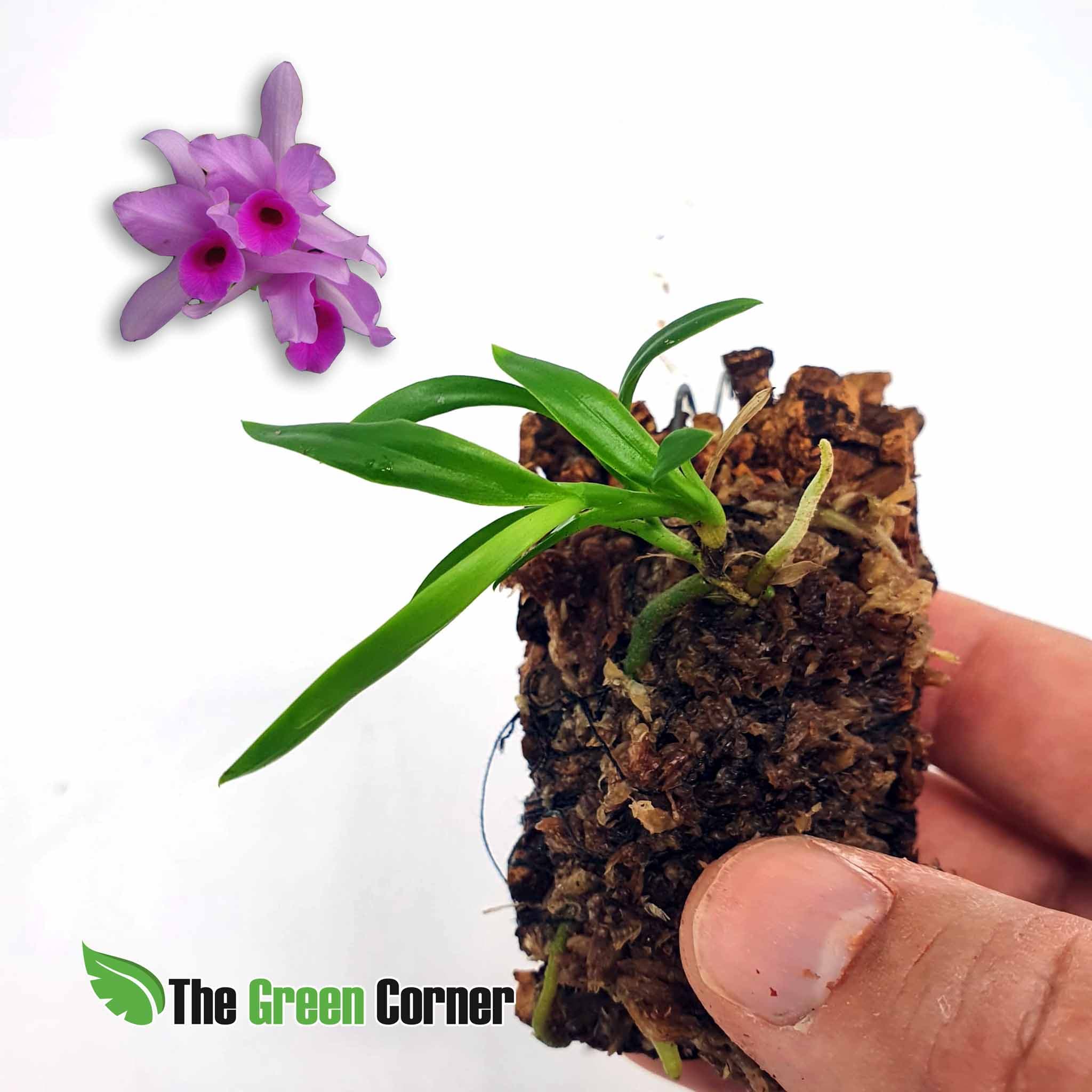 Cattleya deckeri en kit de rustificacion: tus orquideas en proceso de adaptación para que puedas disfrutar de todo el proceso vegetativo.