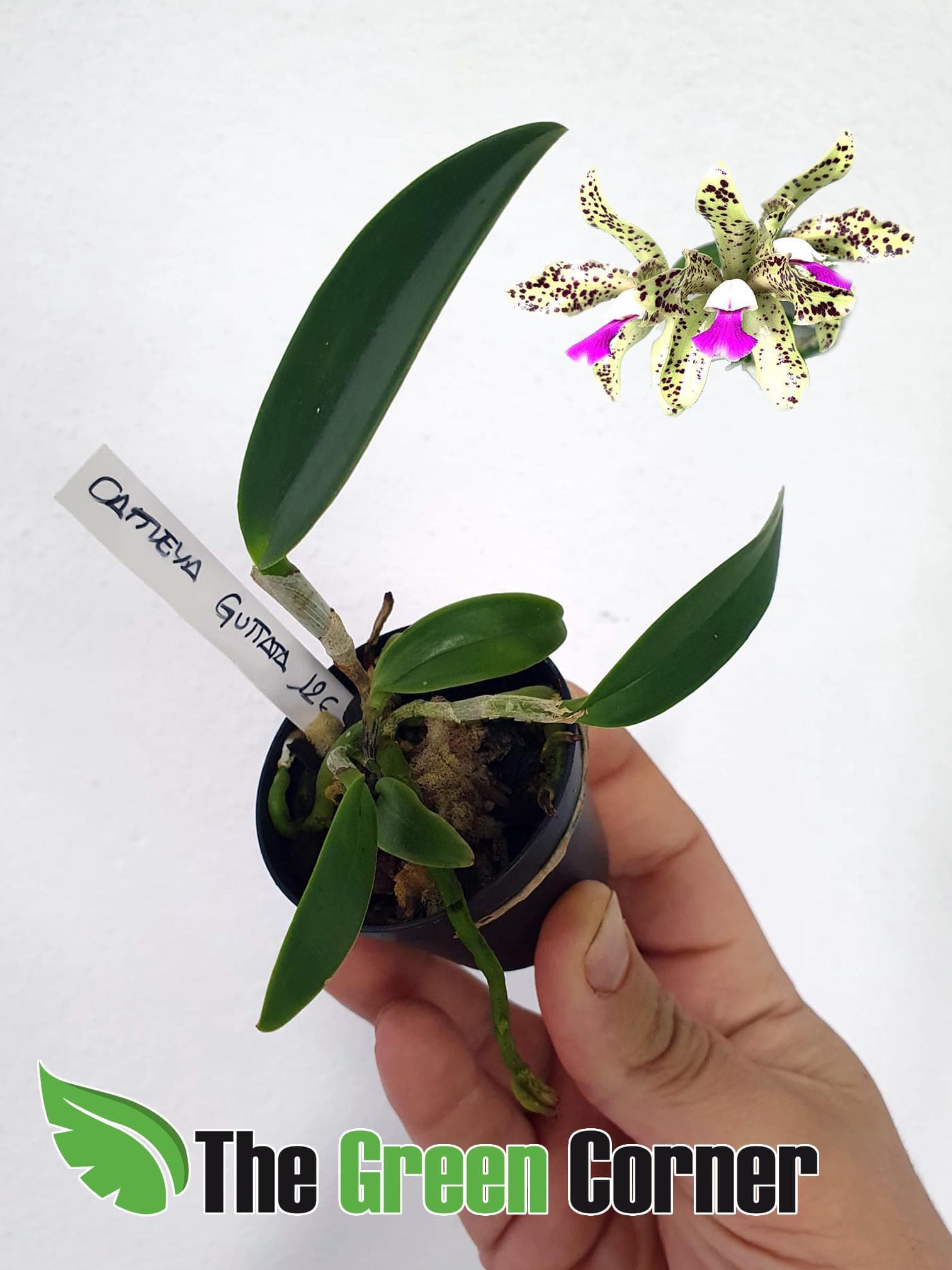 Cattleya guttata: Preciosa especie botanica del genero Cattleya