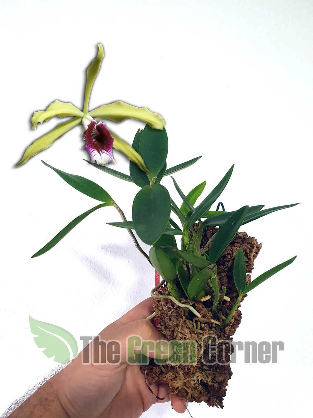 Cattleya tenebrosa: Una joya botánica que crece un un hábitat limitado en la naturaleza