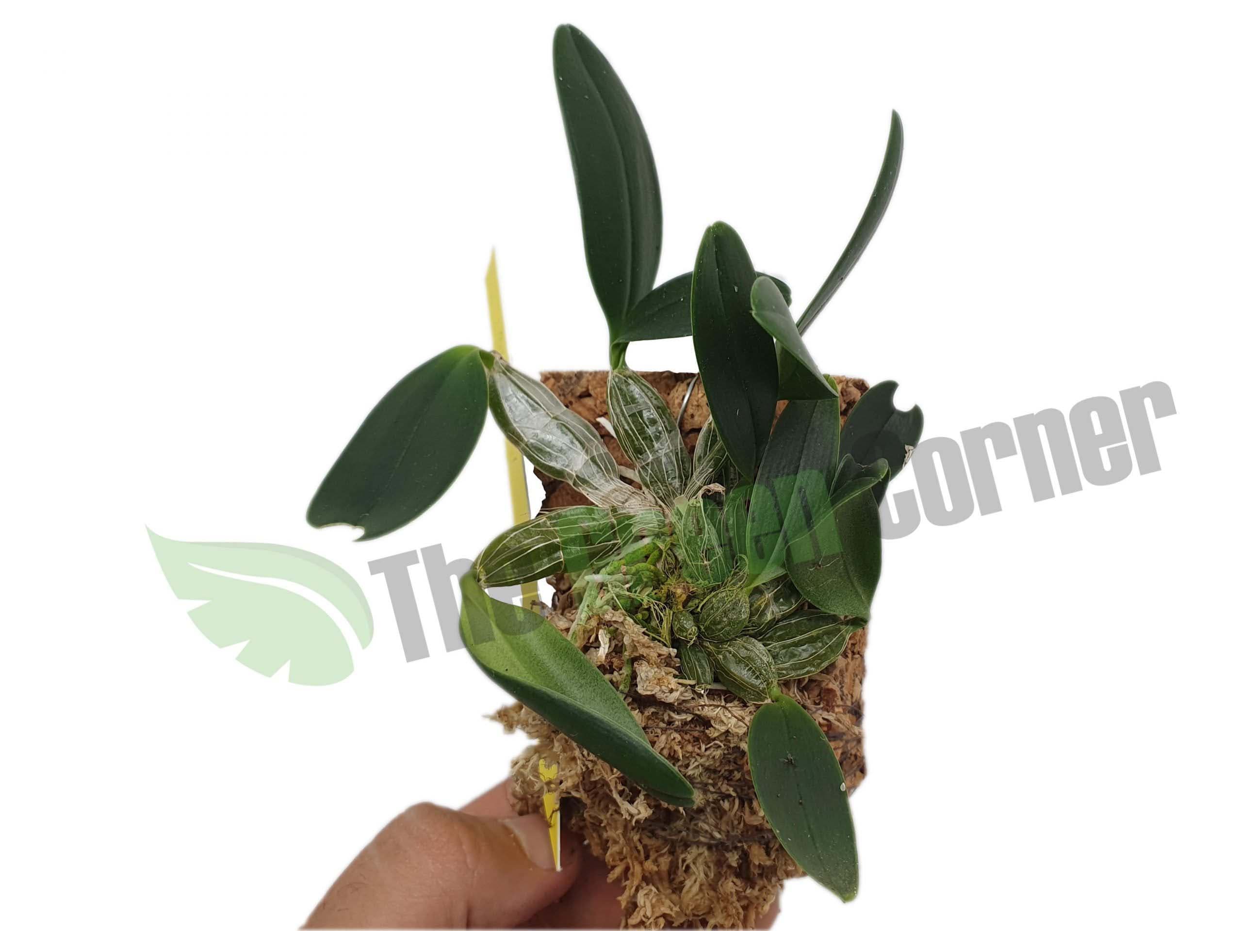 una de las orquideas de pequeño tamaño mas bonitas y buscadas