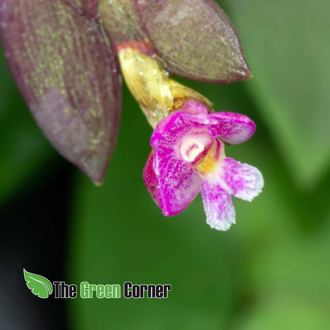 Dendrobium Rosellum: Impresionante Orquidea de coleccion de facil floracion