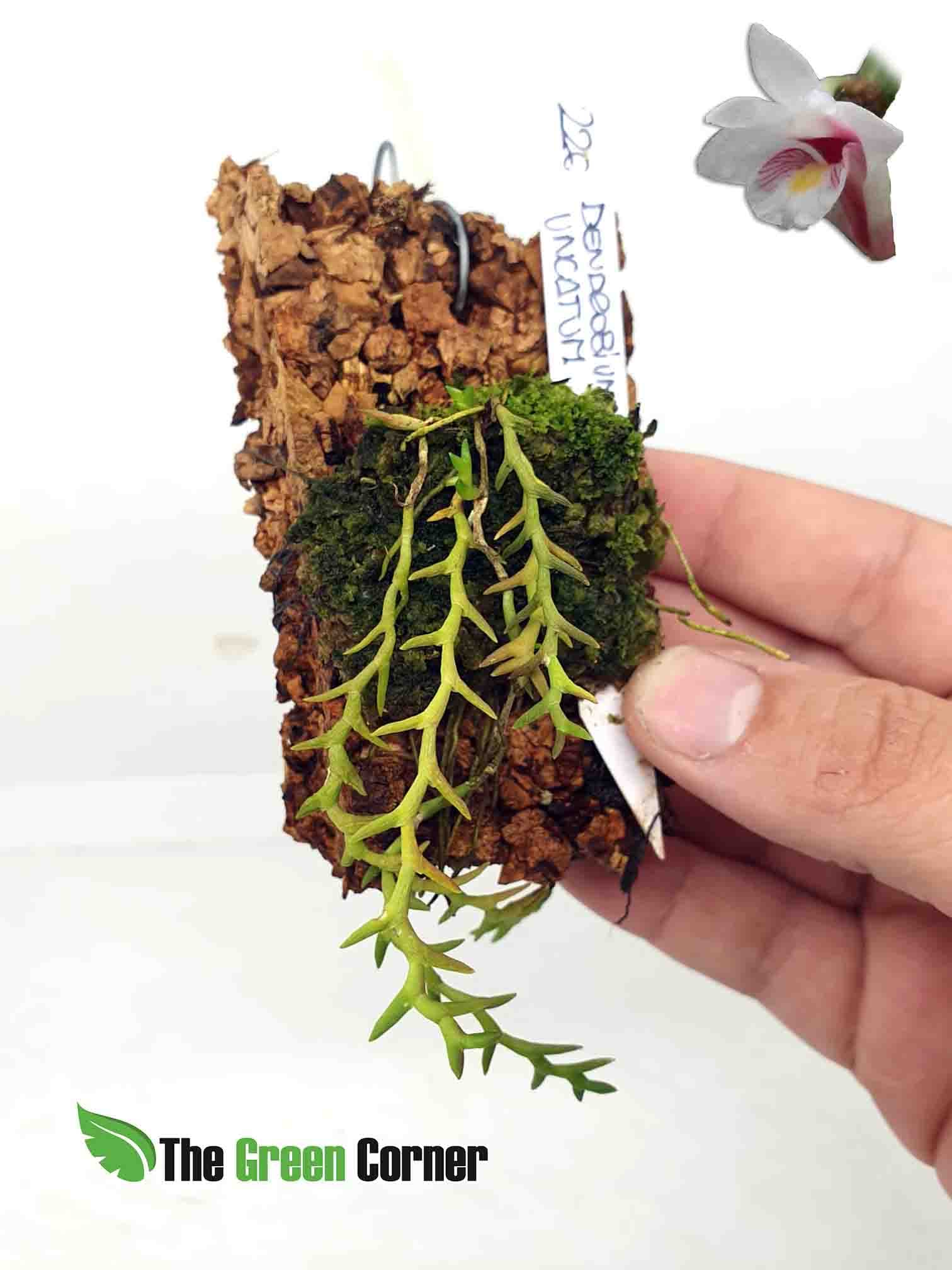 Dendrobium Uncatum: fascinante Orquídea miniatura del genero dendrobium