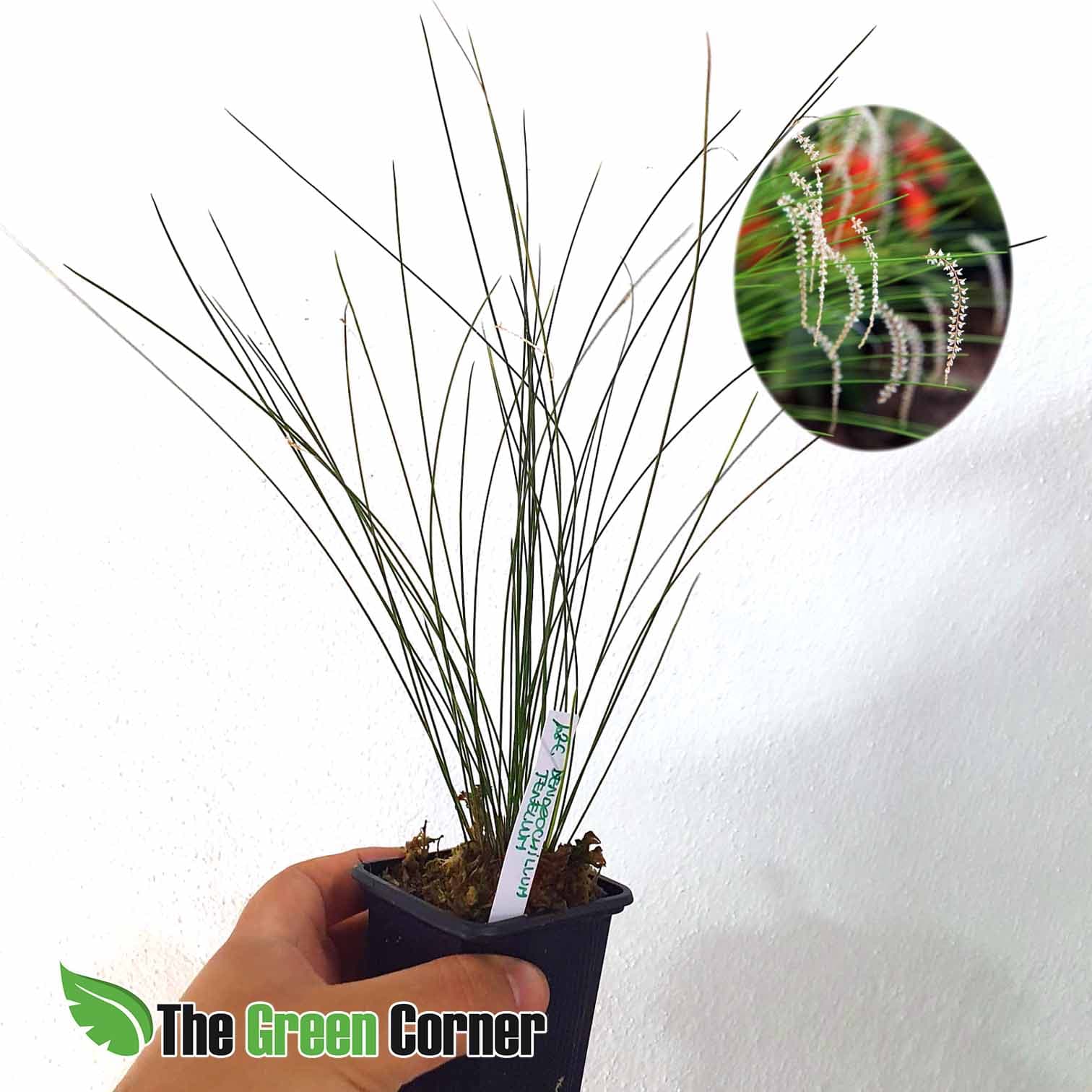 Dendrochillum tenellum: Espectacular Orquidea llamada Orquidea hierba por la forma de sus hojas