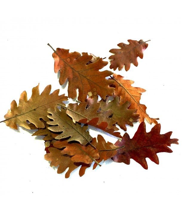 Son ideales para cubrir superficies de terrarios de especies forestales y selva. No se pudren