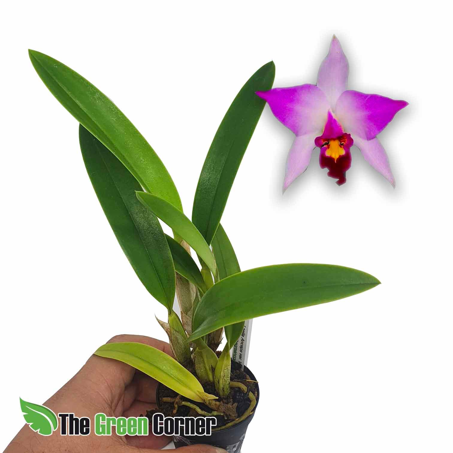Lelia Anceps var. veitchiana: Preciosa variedad de laelia de origen Centroamericano