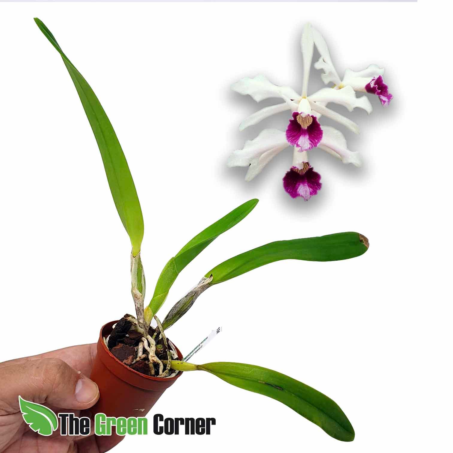 Laelia purpurata: preciosa Orquidea que nos recuerda a las cattleyas en su forma de florecer. Preciosos colores y cultivo sencillo.