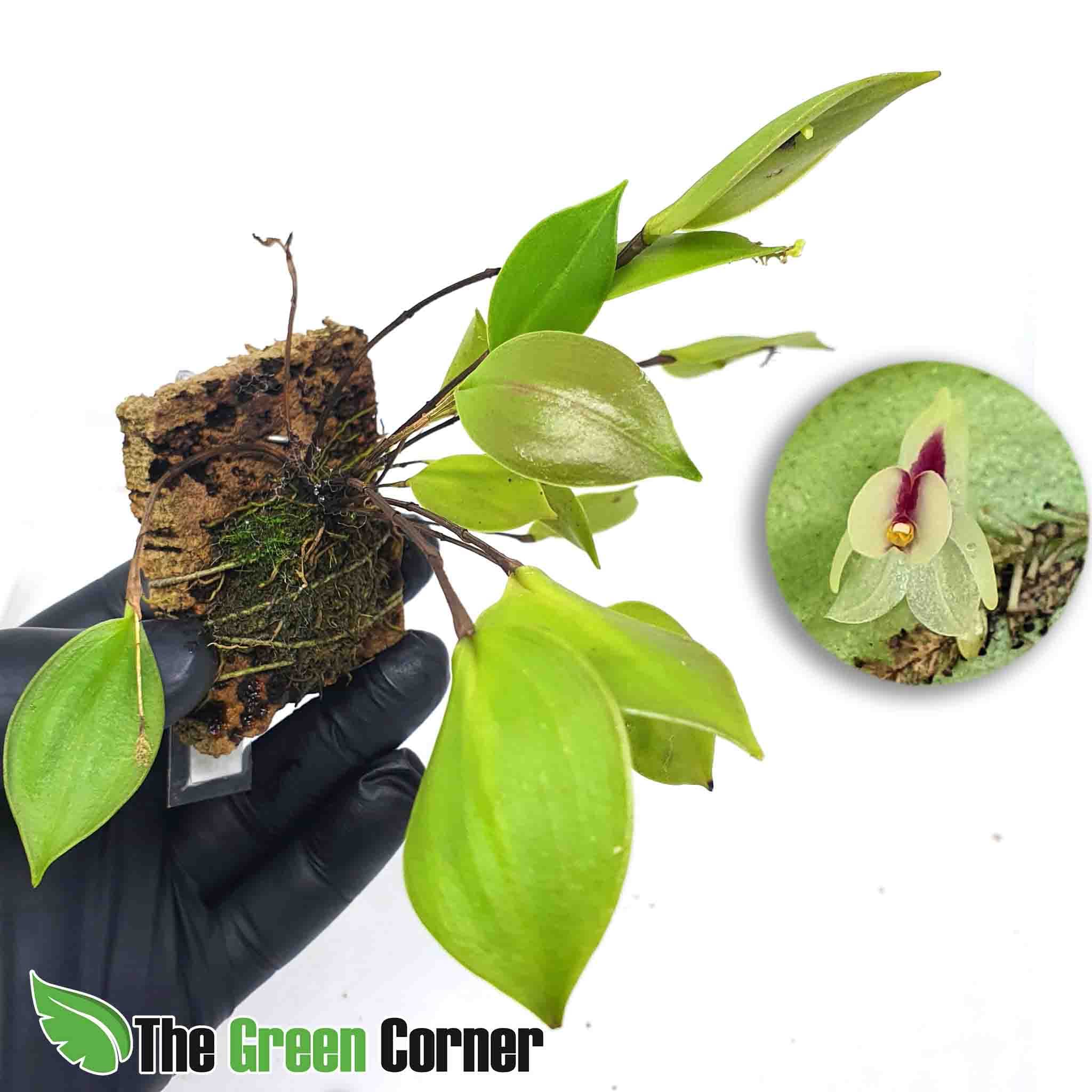 Lepanthes estrellensis: Impresionante Orquidea del genero Lepanthes