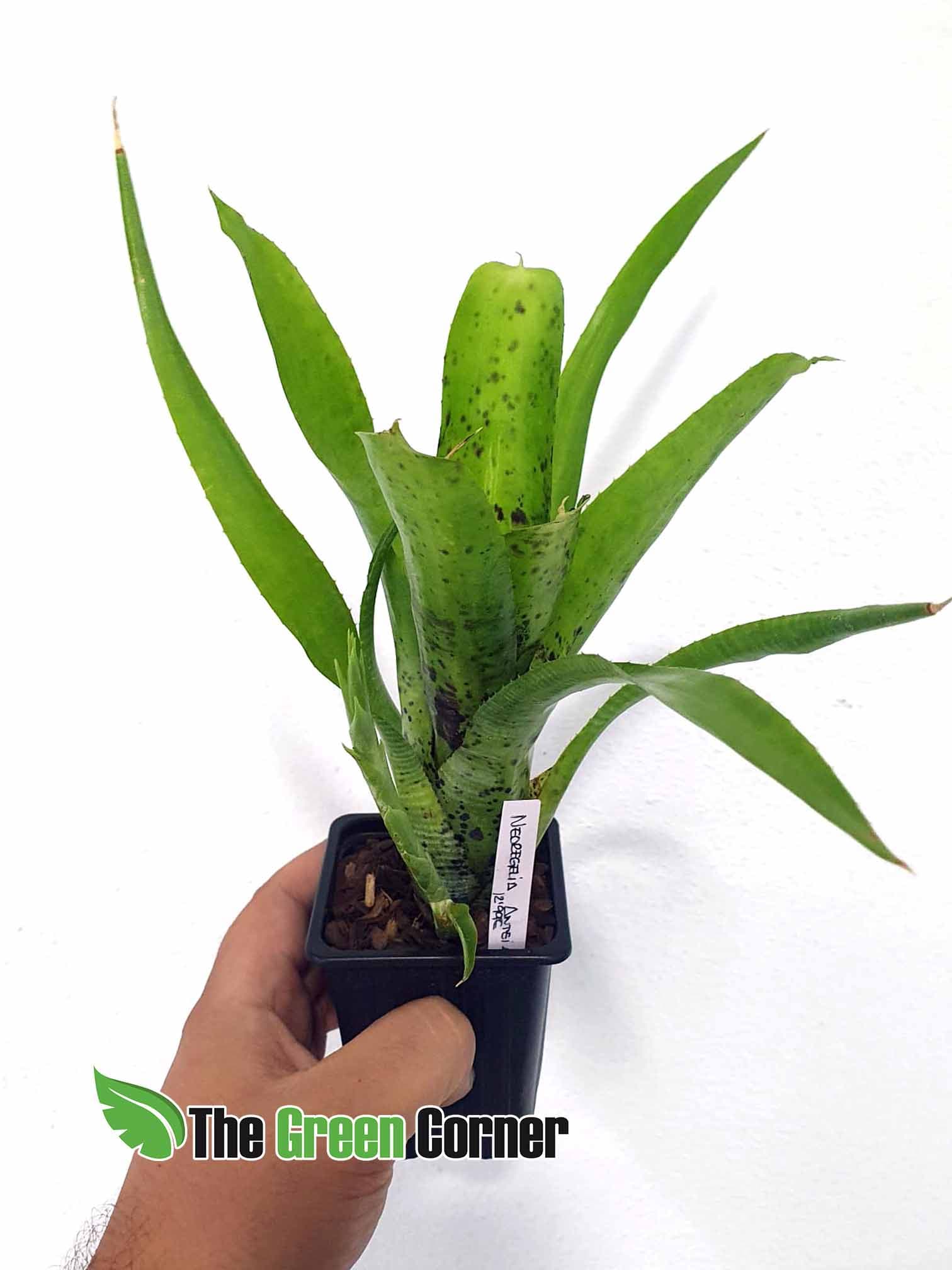 Neoregelia Anteia Large Form: Espectacular neoregelia de tonos verdes claros