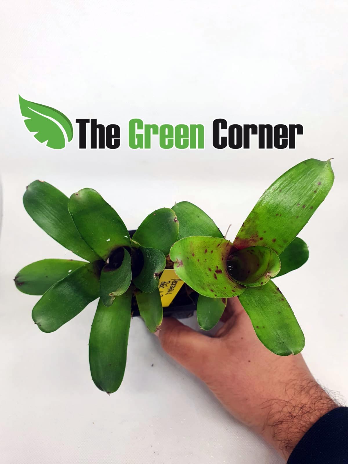 Neoregelia Bric a Brac. especie de la familia de las Bromelias