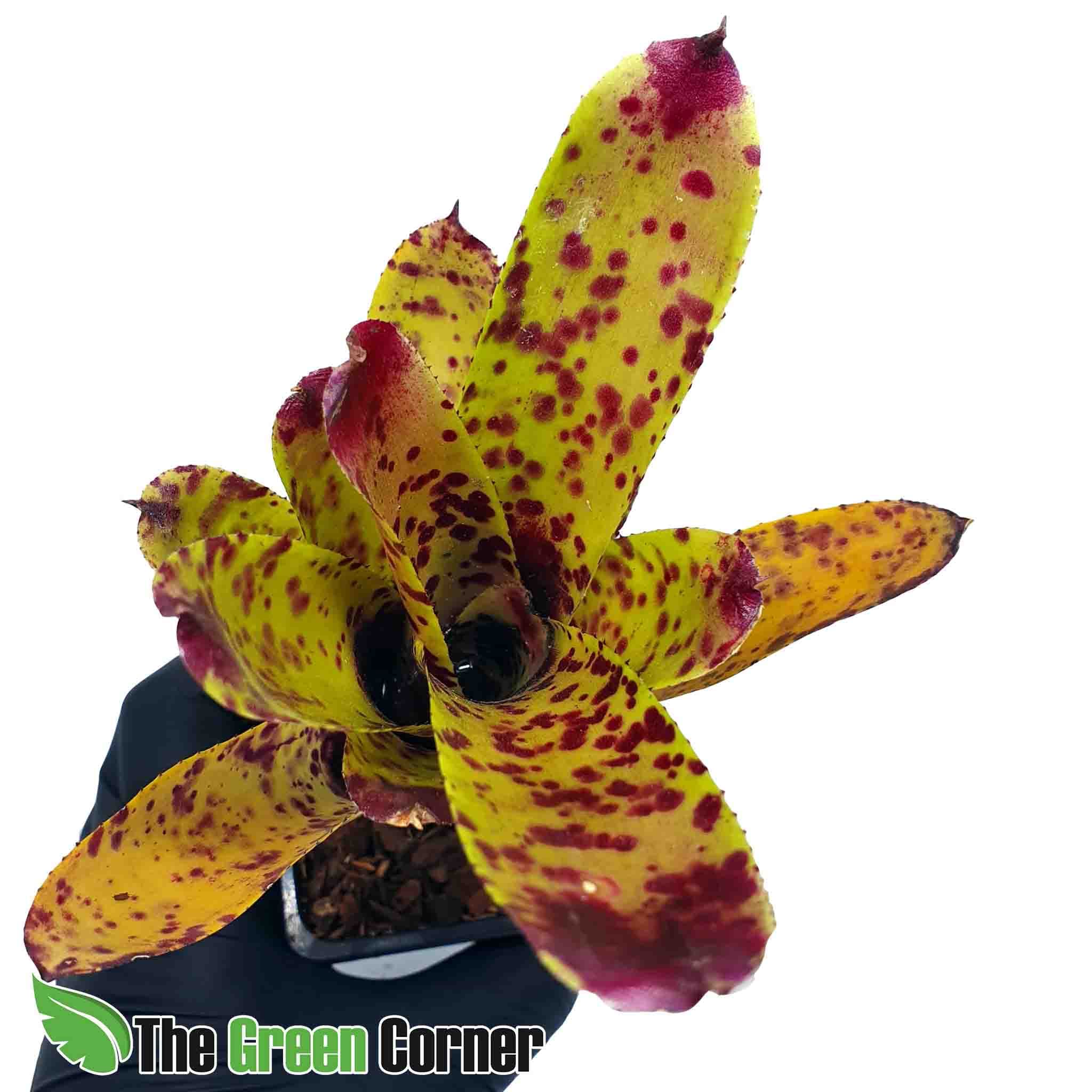 Neoregelia Cheers: Preciosa variedad de este genero