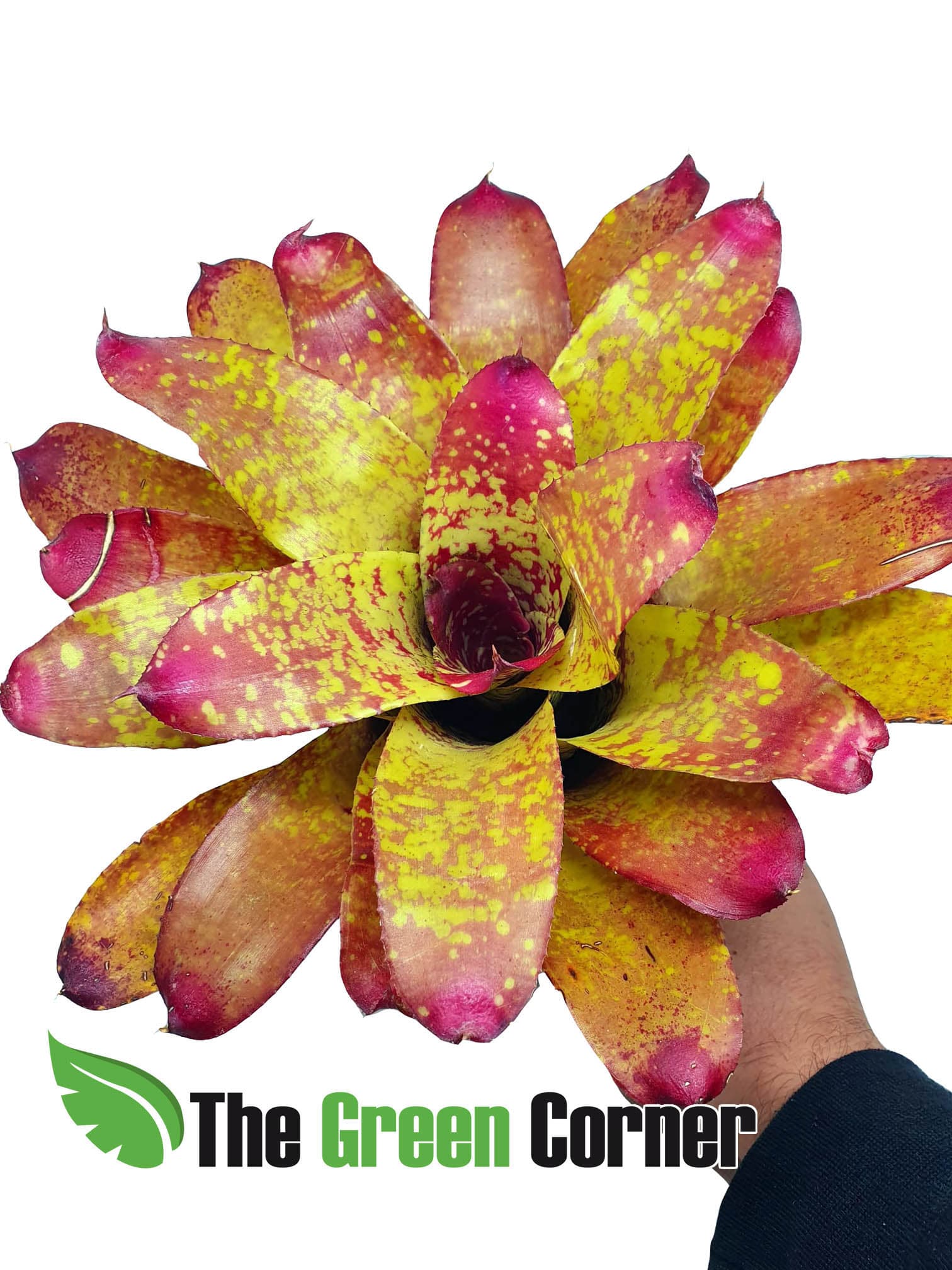 Neoregelia Little Rose: Precioso ejemplar de esta variedad tan colorida