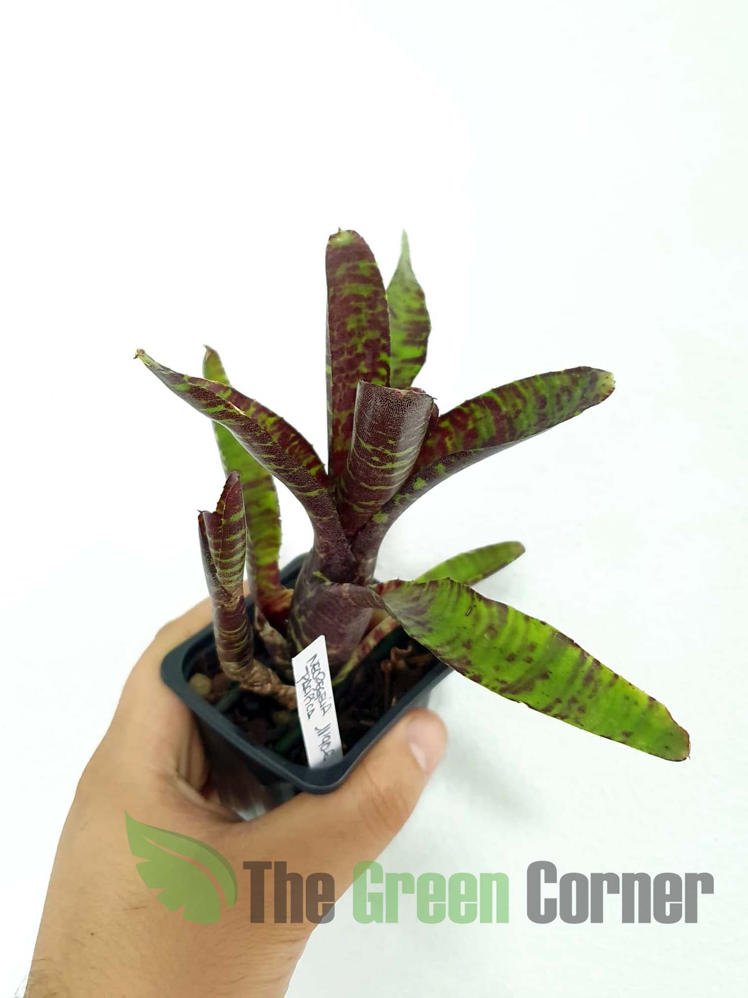 Neoregelia Pacifica: Espectacular neoregelia de tonos rojos oscuros