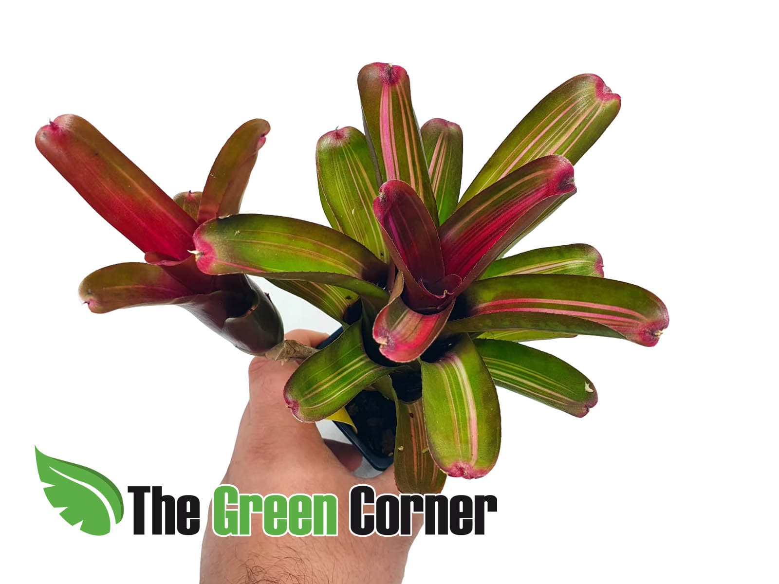 Neoregelia See No Evil. especie de la familia de las Bromelias
